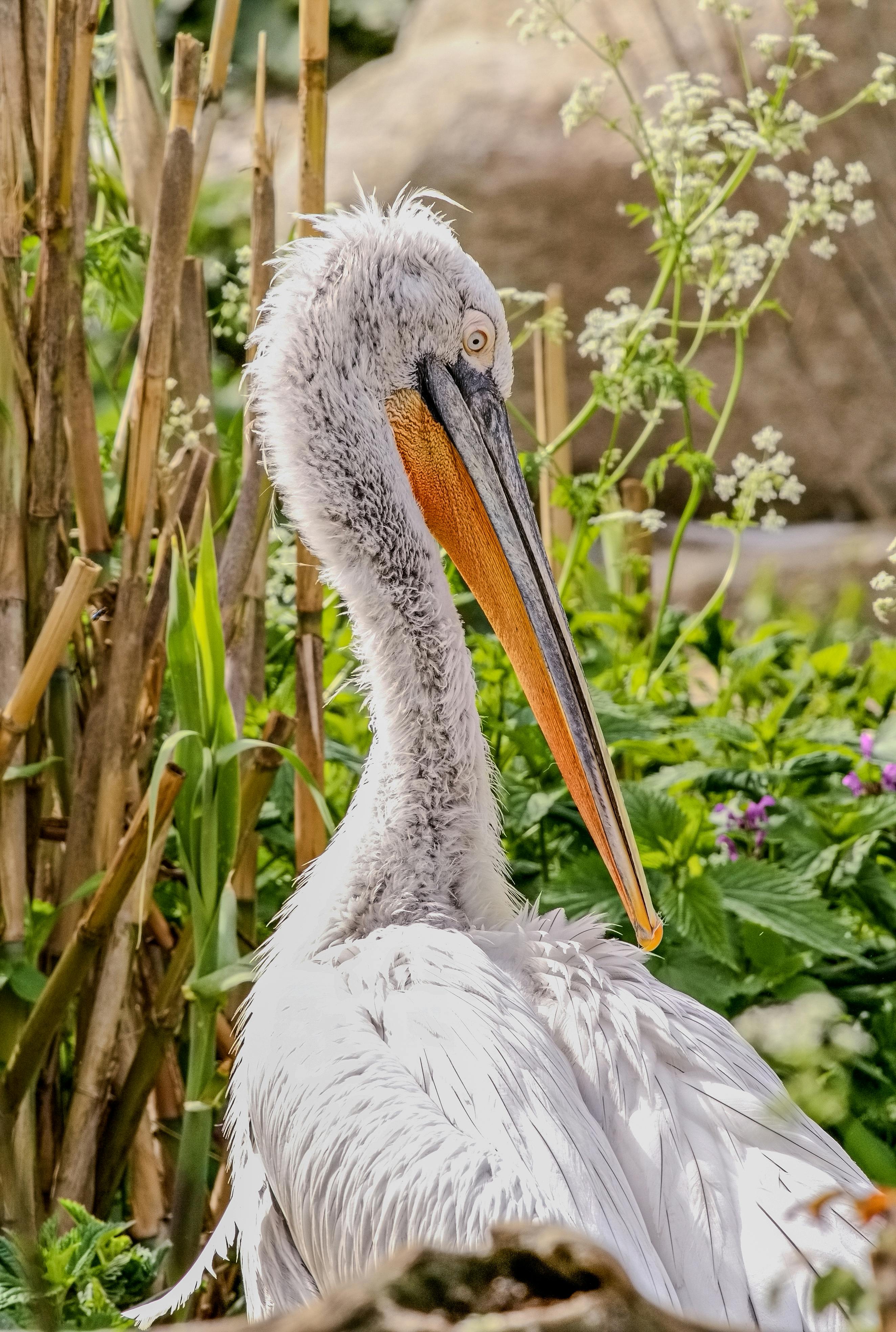 Gratis Immagine gratuita di ali, ambiente, ambiente naturale Foto a disposizione