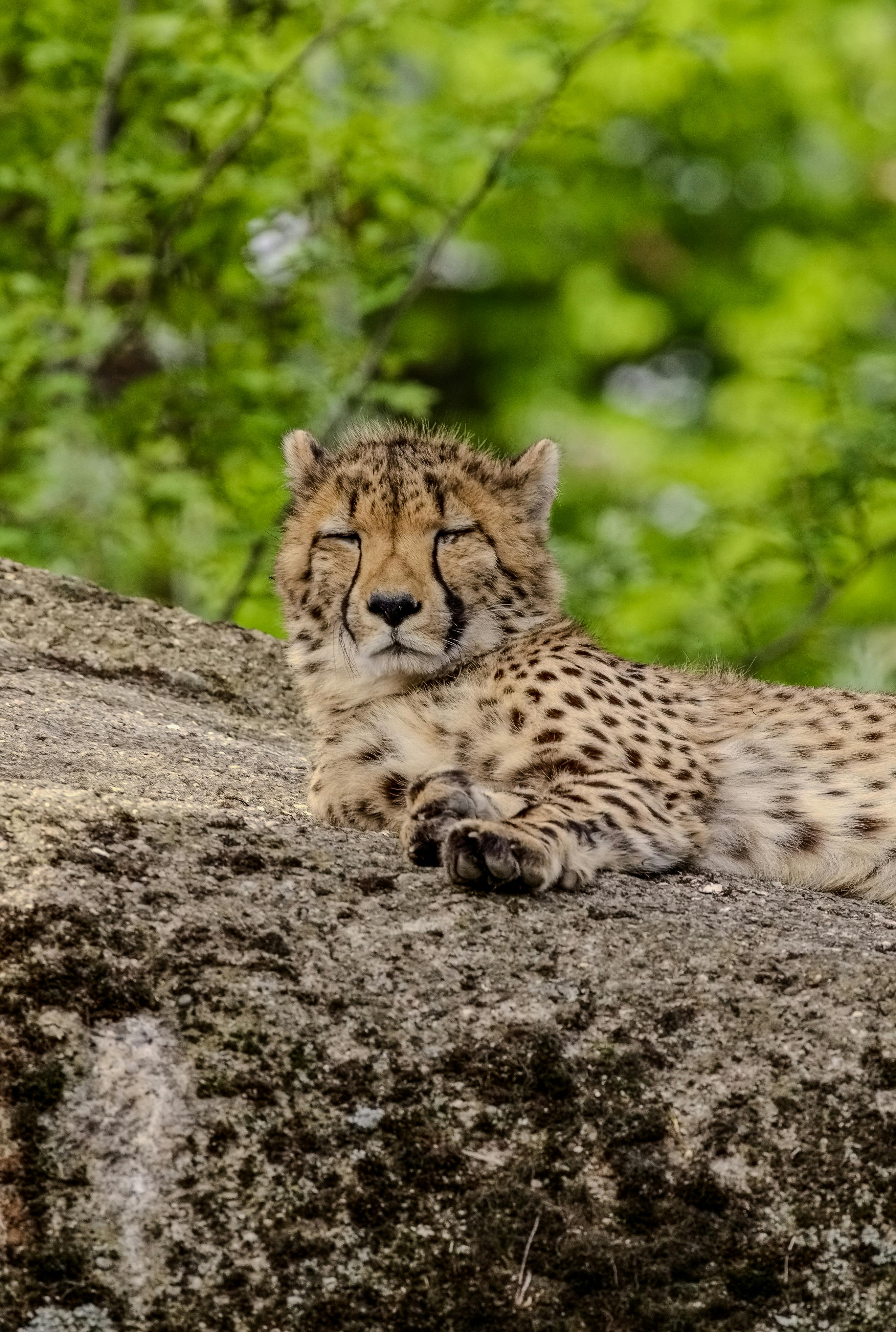 Gratis Immagine gratuita di a riposo, acinonyx jubatus, africa Foto a disposizione