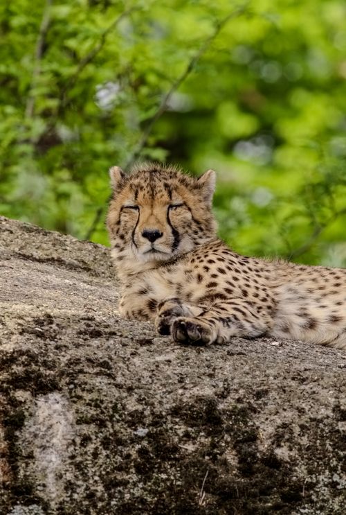 Free A serene cheetah resting on a rock amidst vibrant green foliage, embodying tranquility. Stock Photo