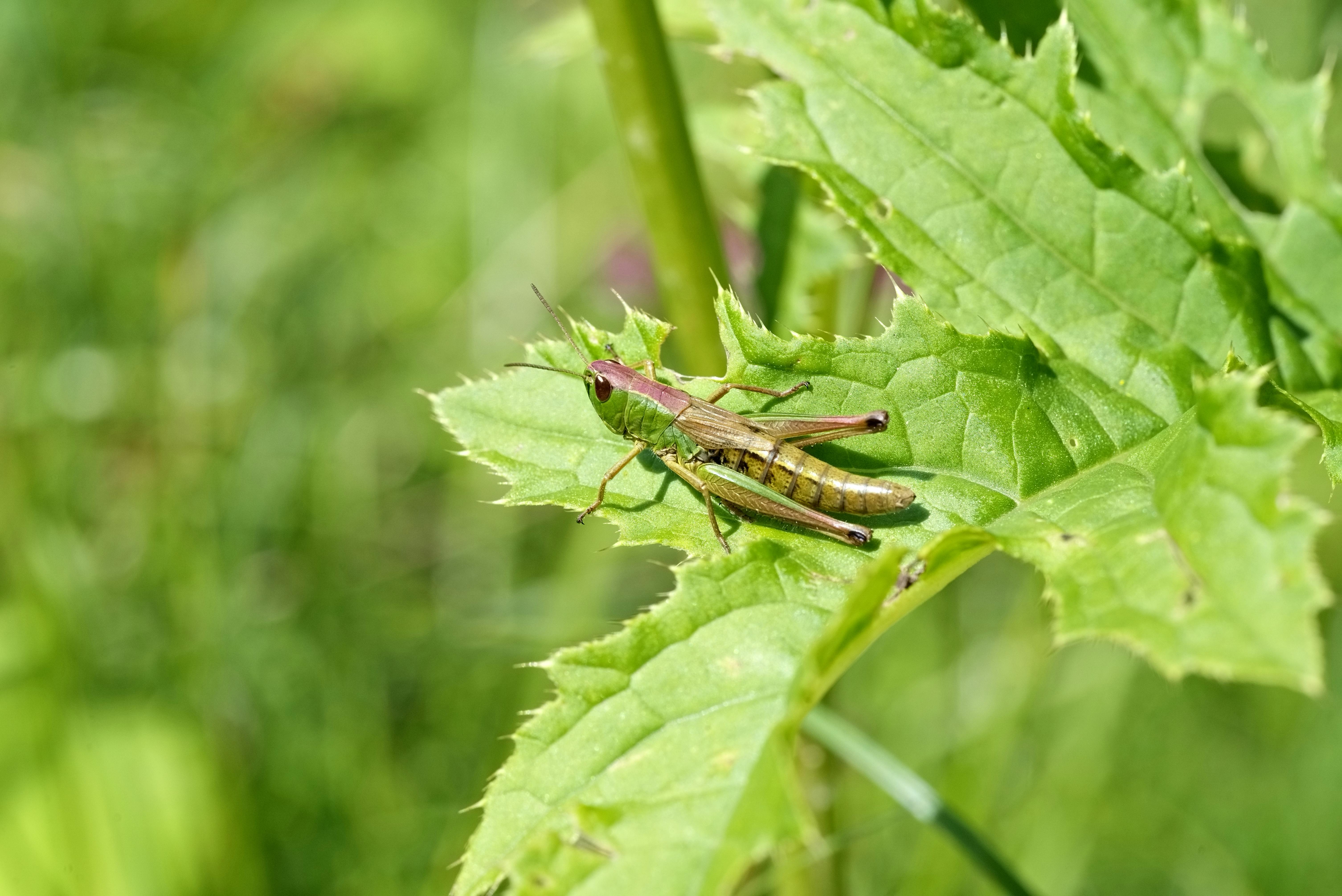 無料 自然環境の中で緑の葉の上で休んでいるバッタを、鮮やかな色彩で詳細に捉えた写真。 写真素材