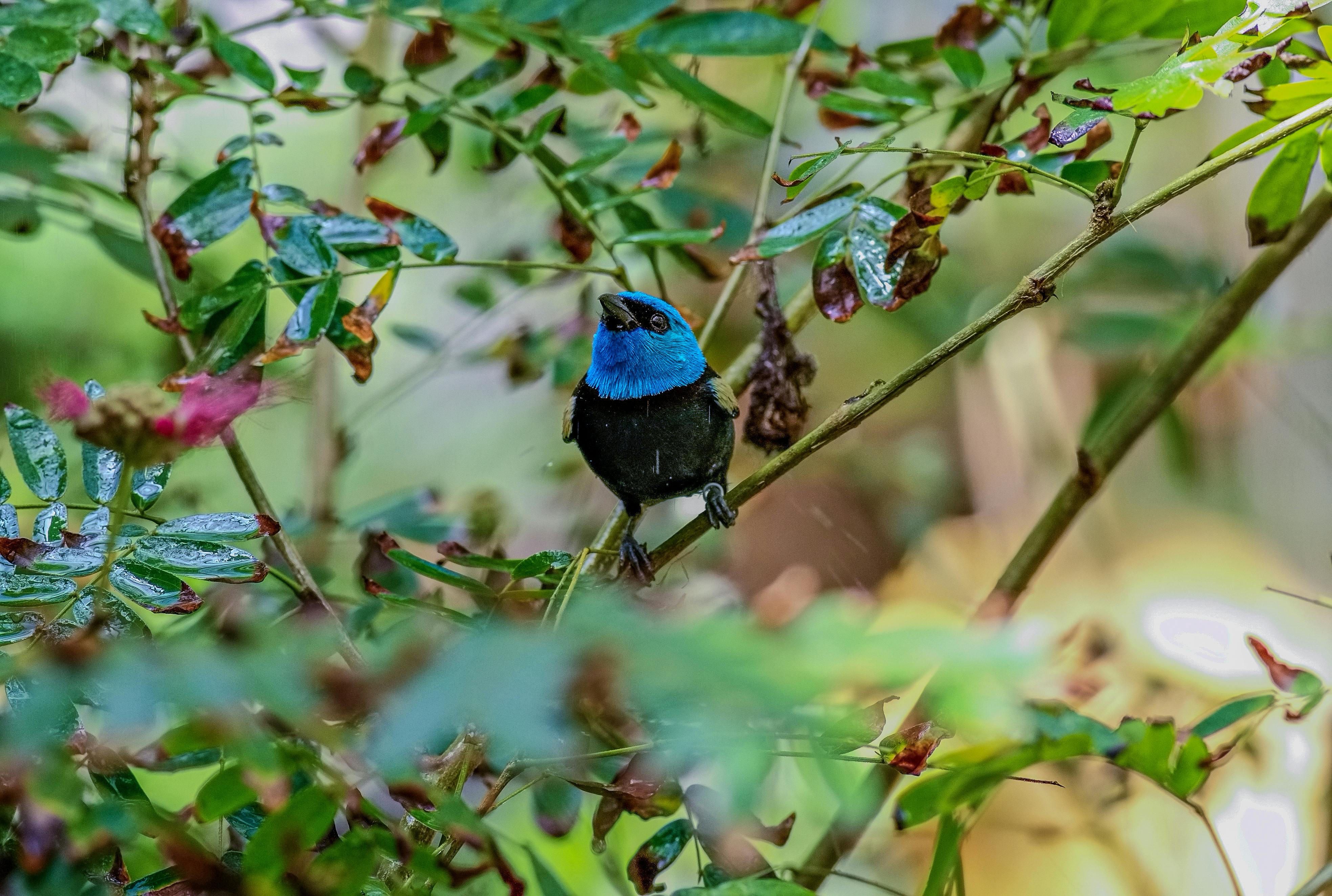 Gratis Un'affascinante tangara blu si erge tra la vegetazione lussureggiante, mettendo in mostra il suo piumaggio vibrante nel suo habitat naturale. Foto a disposizione