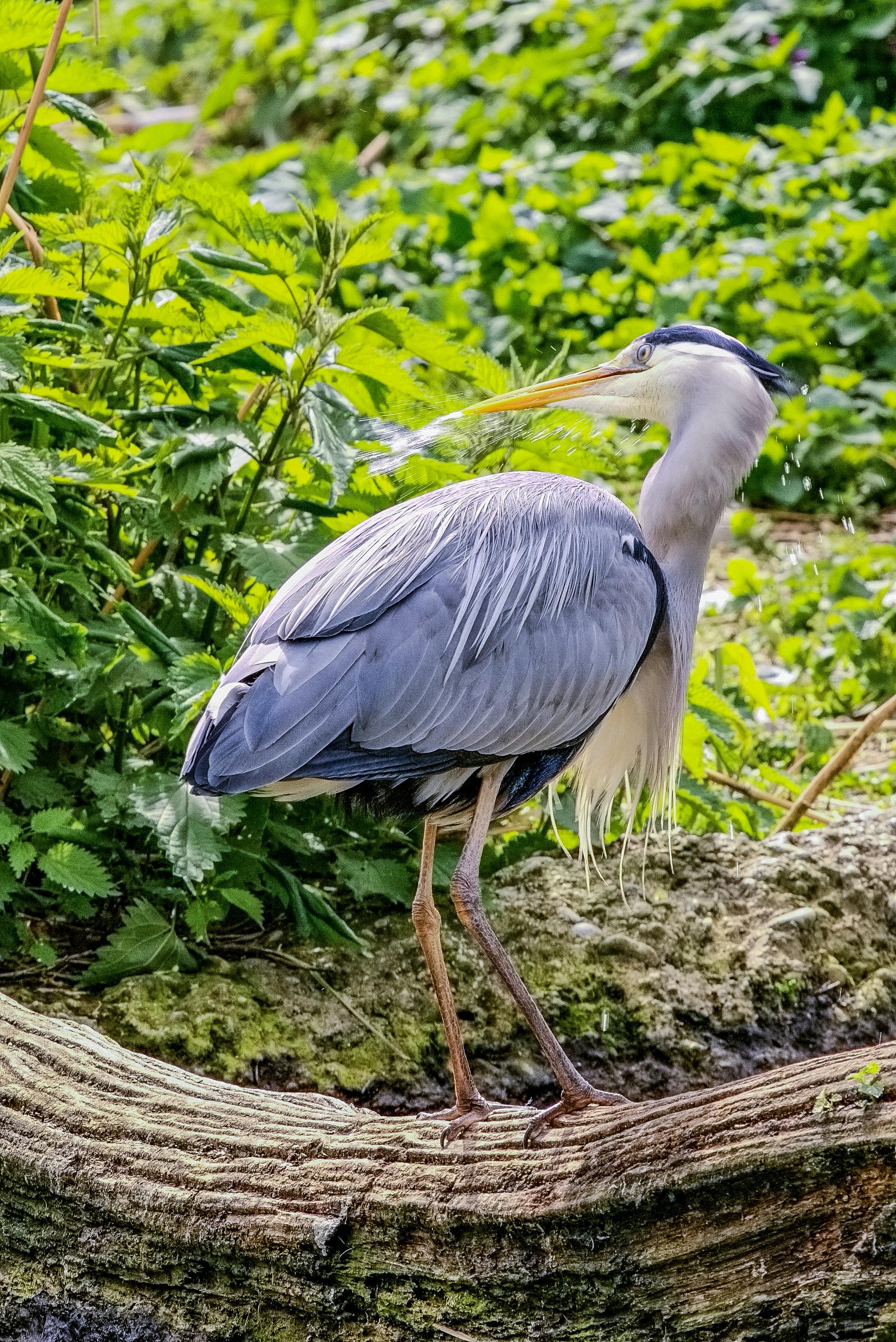 Gratis arkivbilde med akvatisk fugl, ardea cinerea, blå fjer Arkivbilde