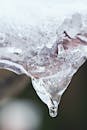 Close-up of Melting Icicle with Water Droplet