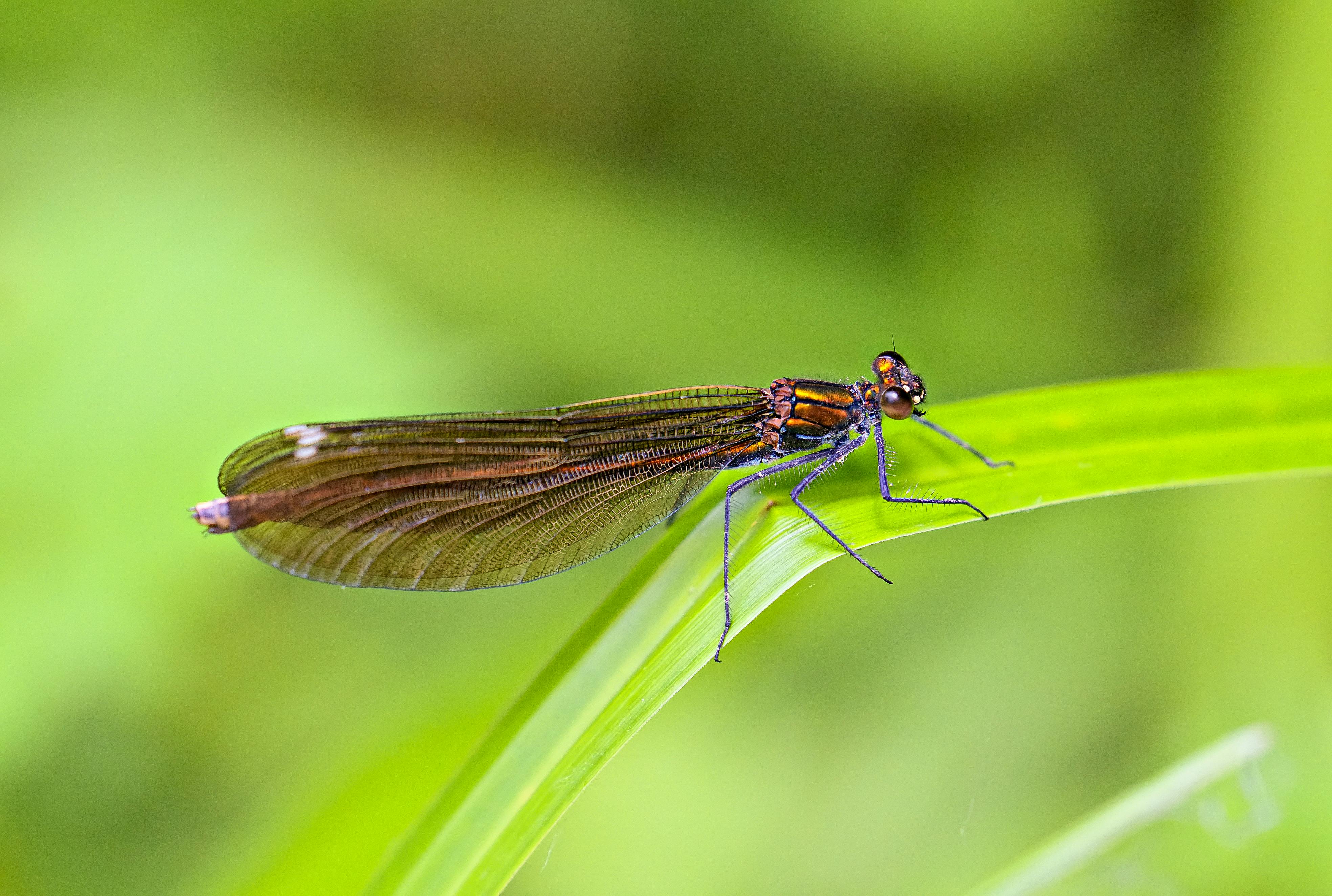 Gratis Immagine gratuita di @all'aperto, a riposo, ali dettagliate Foto a disposizione