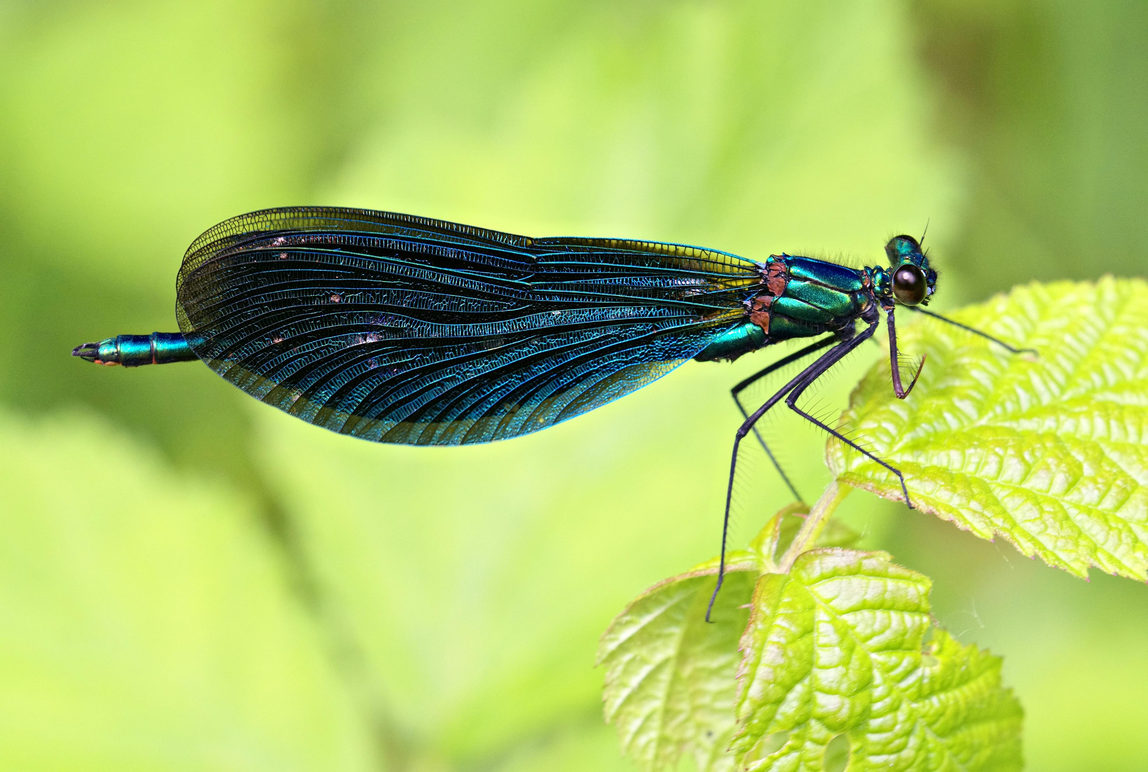 無料 自然環境下で緑の葉の上で休んでいるイトトンボの一種、オオイトトンボの詳細なマクロ撮影写真。 写真素材