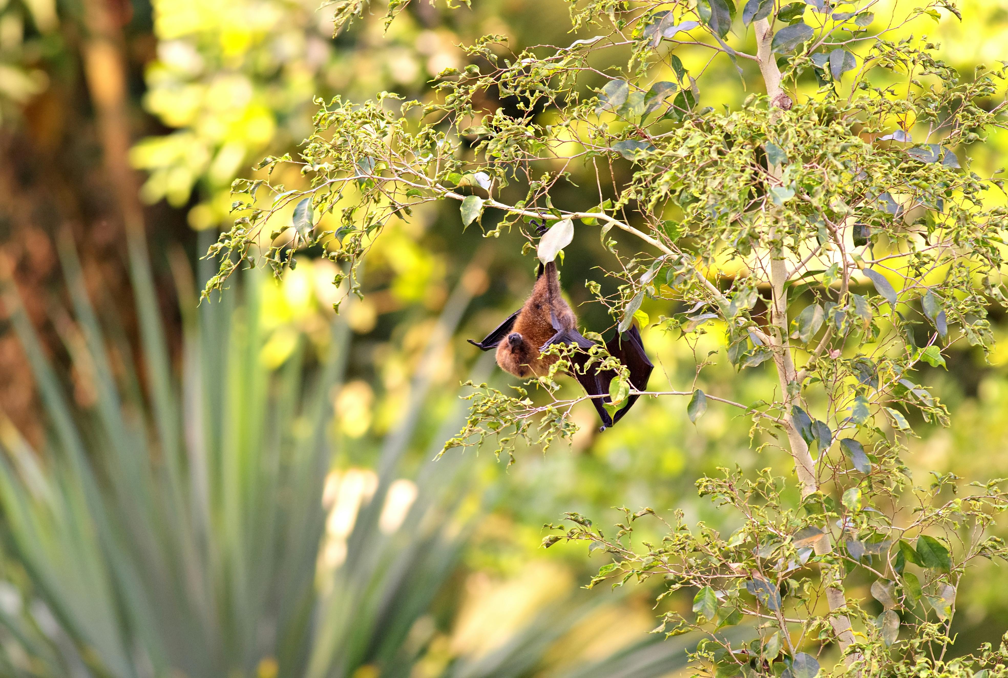 Gratuit Photos gratuites de animal sauvage, arbre, arbres Photos