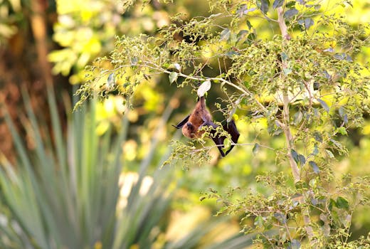 倒挂在岩壁上的蝙蝠特写