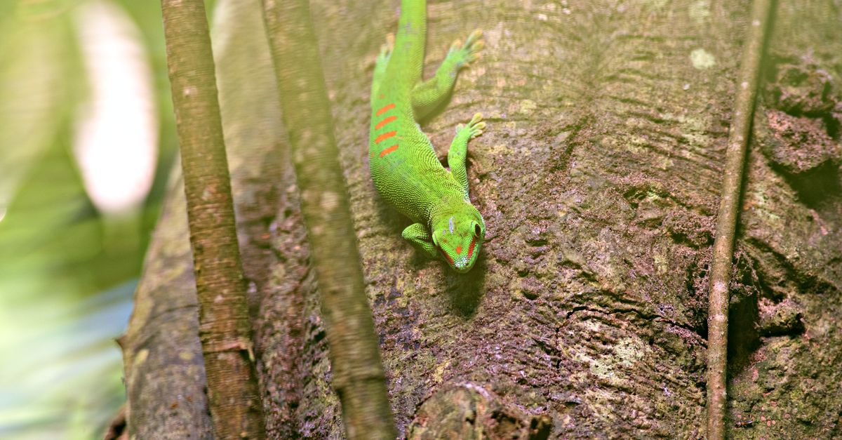 Gecko Tree Nz Vibrant Day Gecko on a Tree in Natural Habitat · Free Stock Photo