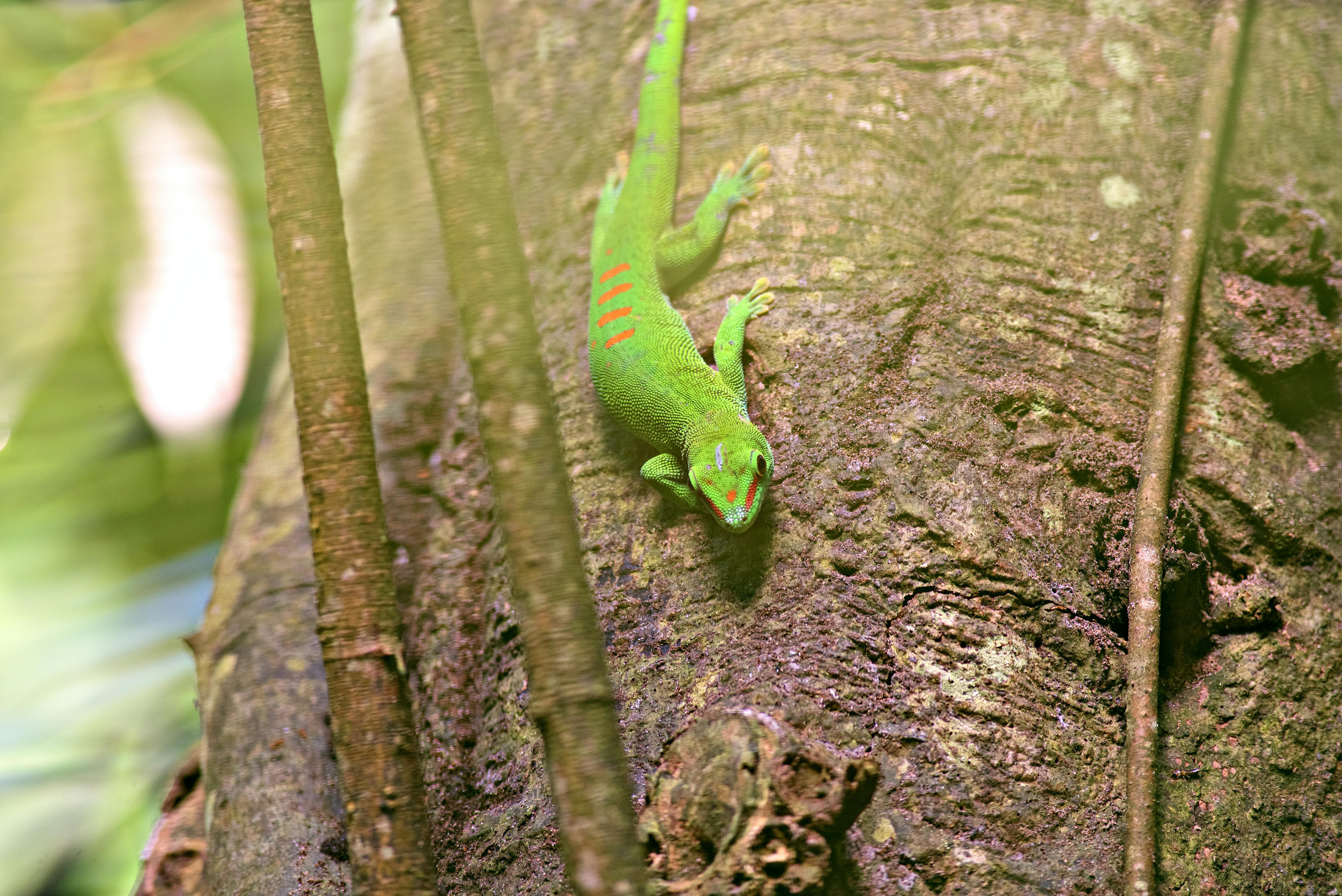 Gratis Un coloratissimo geco diurno si aggrappa al tronco di un albero nel suo lussureggiante ambiente di foresta pluviale tropicale. Foto a disposizione