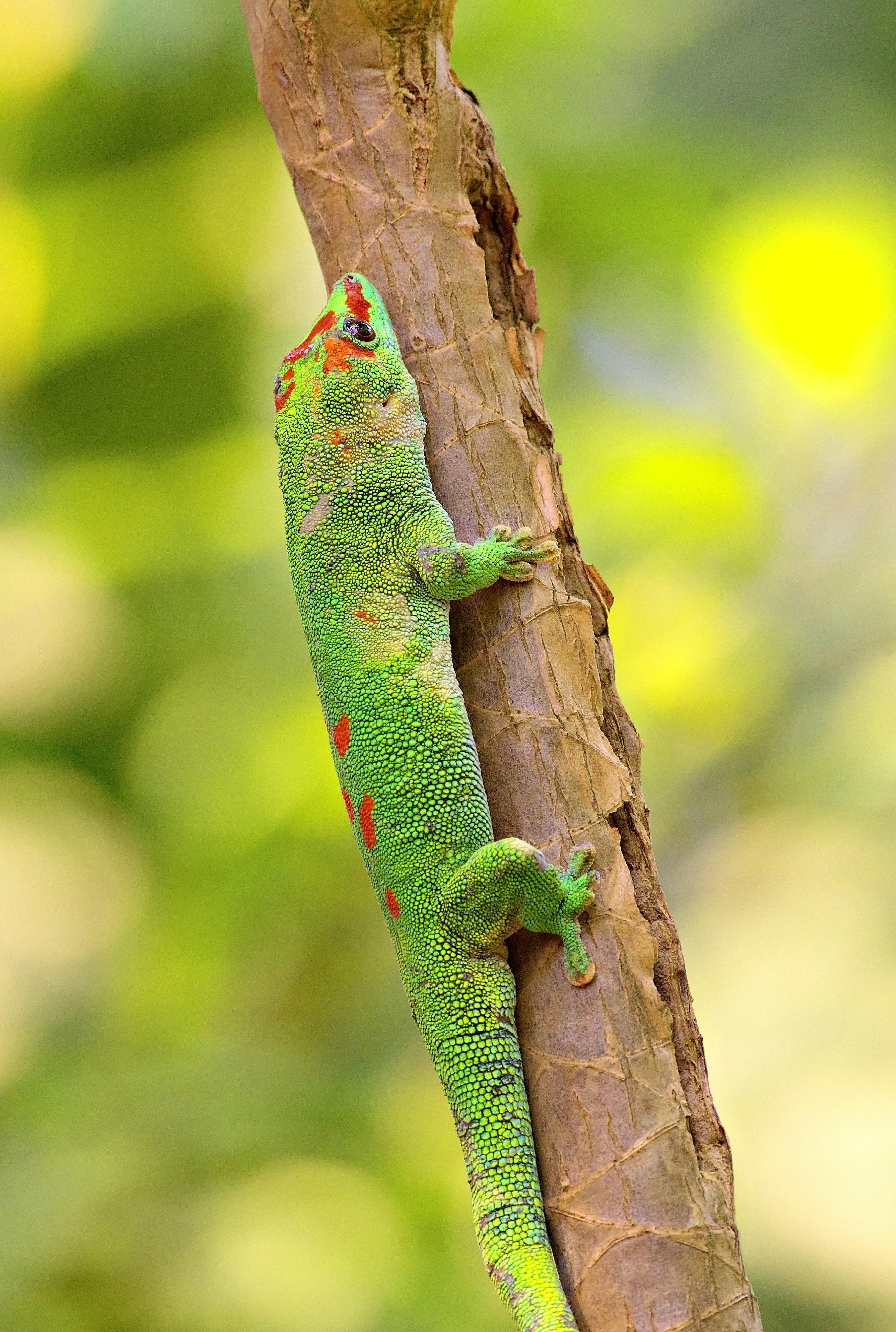 De franc Gecko de dia verd brillant amb taques vermelles enfilant-se a una branca d'arbre en un entorn selvàtic. Foto d'estoc