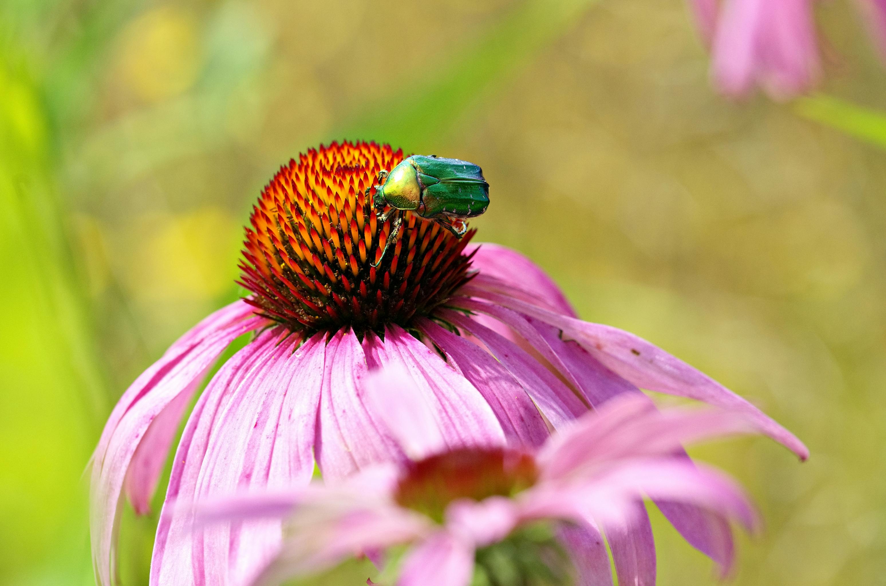 grátis Um besouro verde vibrante repousa sobre uma equinácea roxa brilhante, exibindo a beleza da natureza. Foto profissional