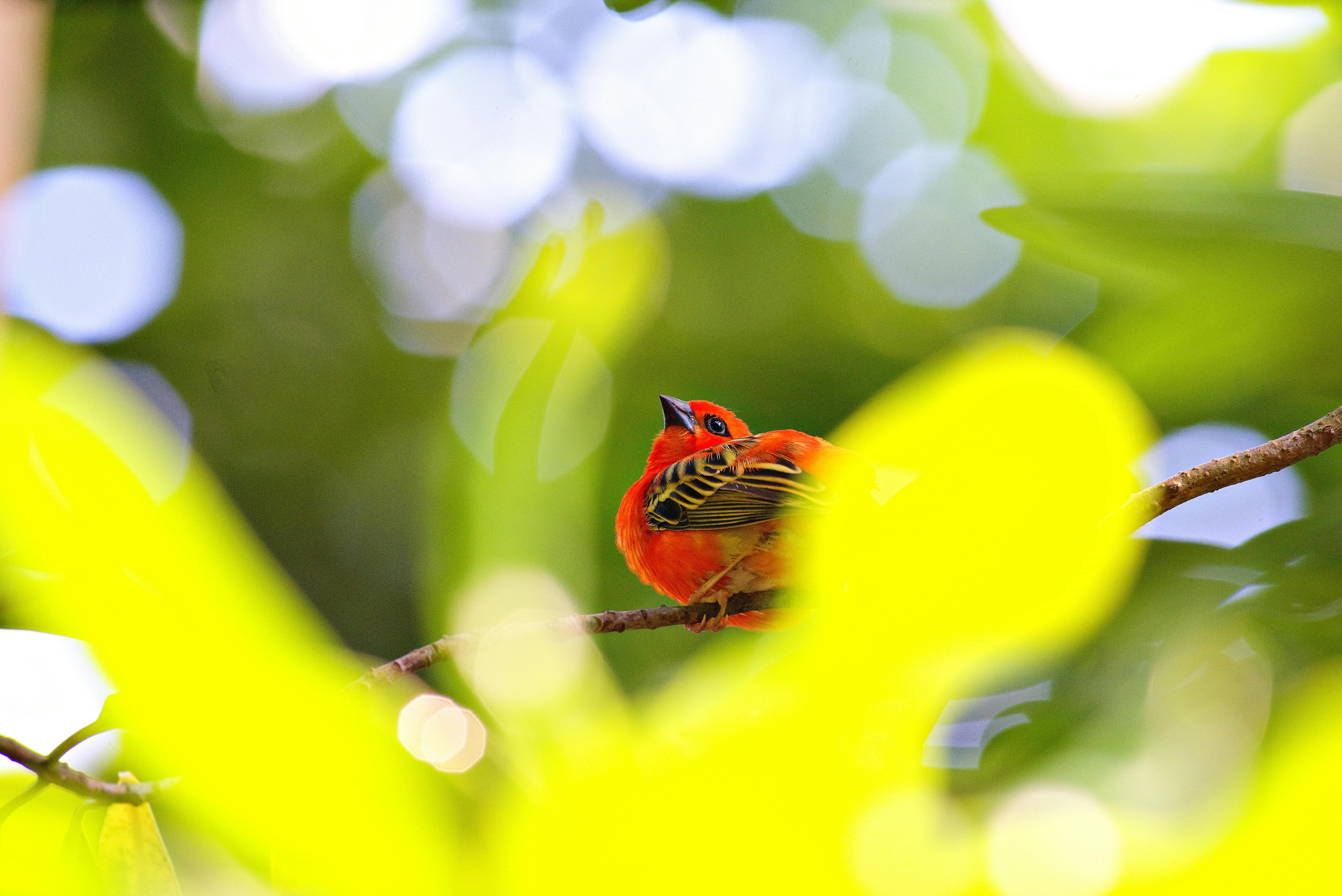 Gratis lagerfoto af biodiversitet, bokeh, dyrefotografering Lagerfoto