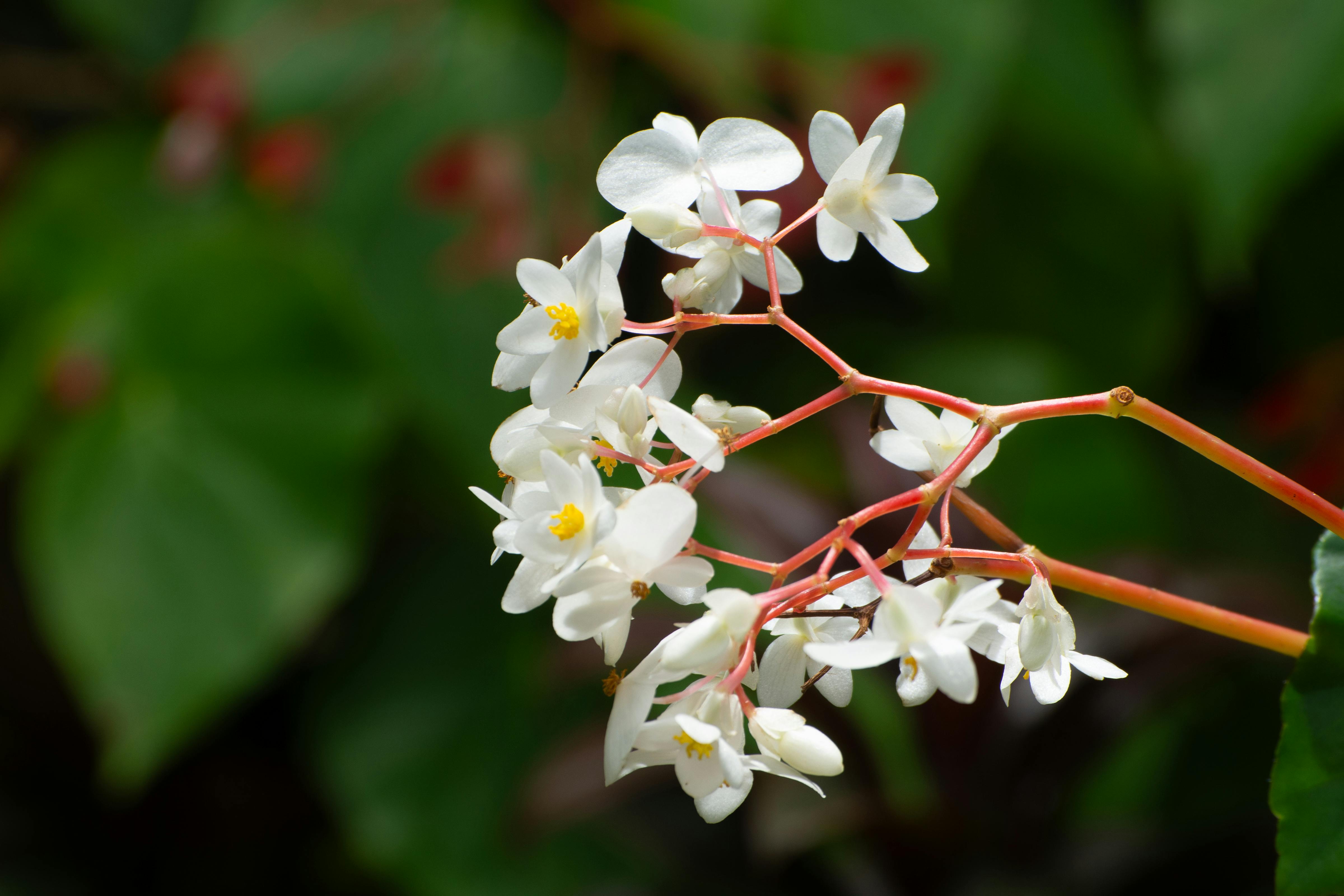 Free A detailed close-up of white begonia flowers with a green blurred background, showcasing delicate petals. Stock Photo