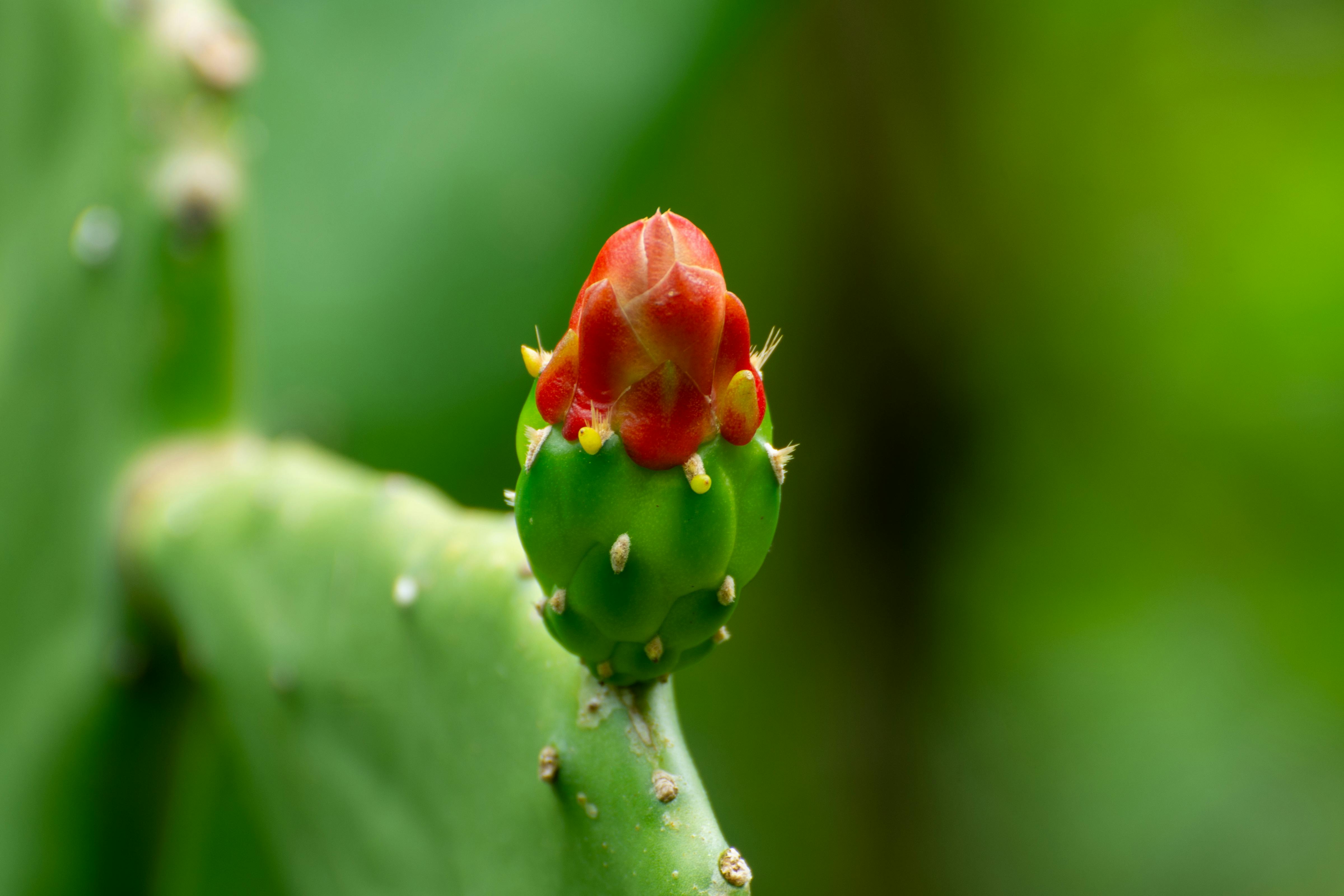 Free Macro shot of a budding cactus flower highlighting its vibrant red and green colors. Stock Photo