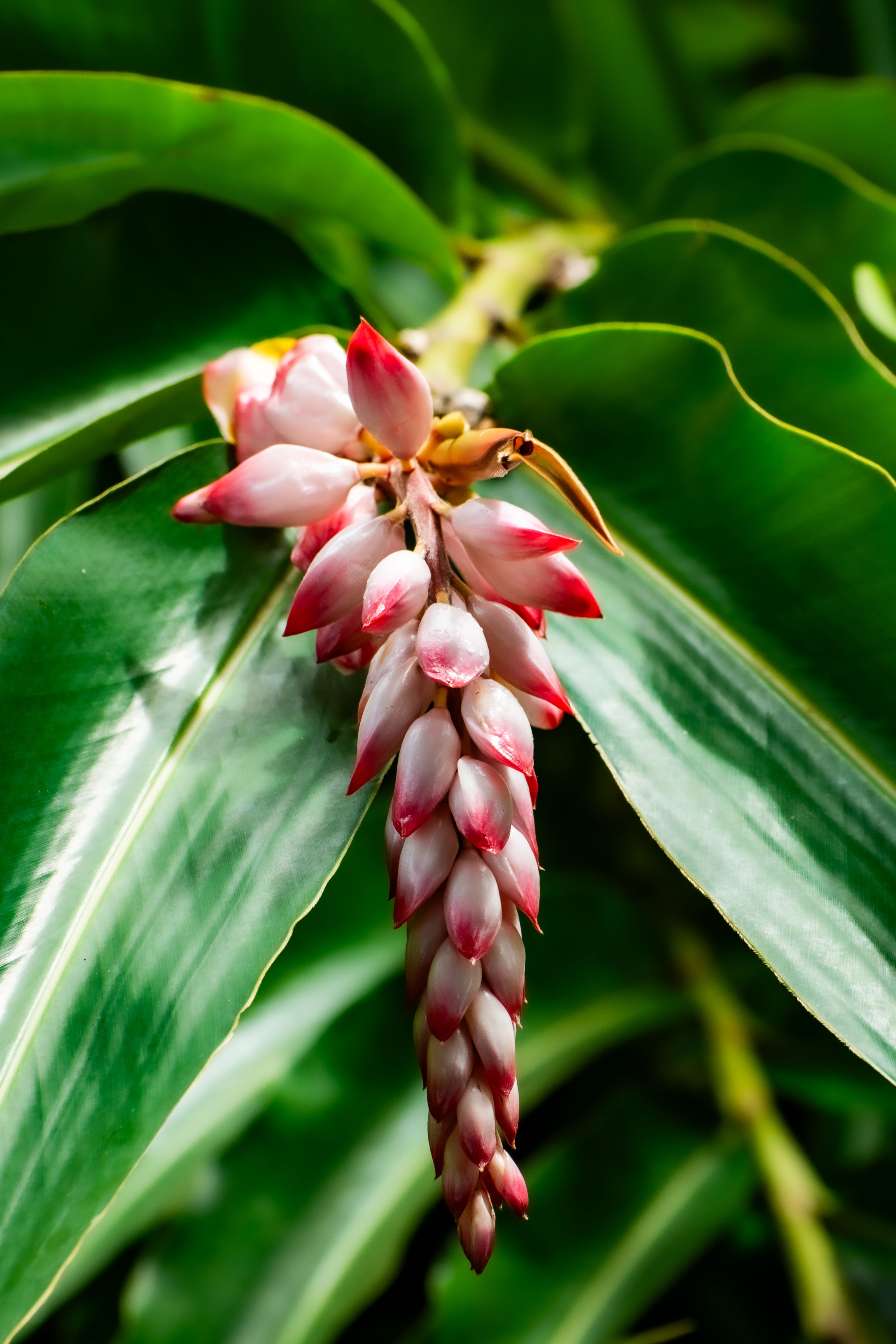 Close-Up of Exotic Shell Ginger Flower in Bloom · Free Stock Photo
