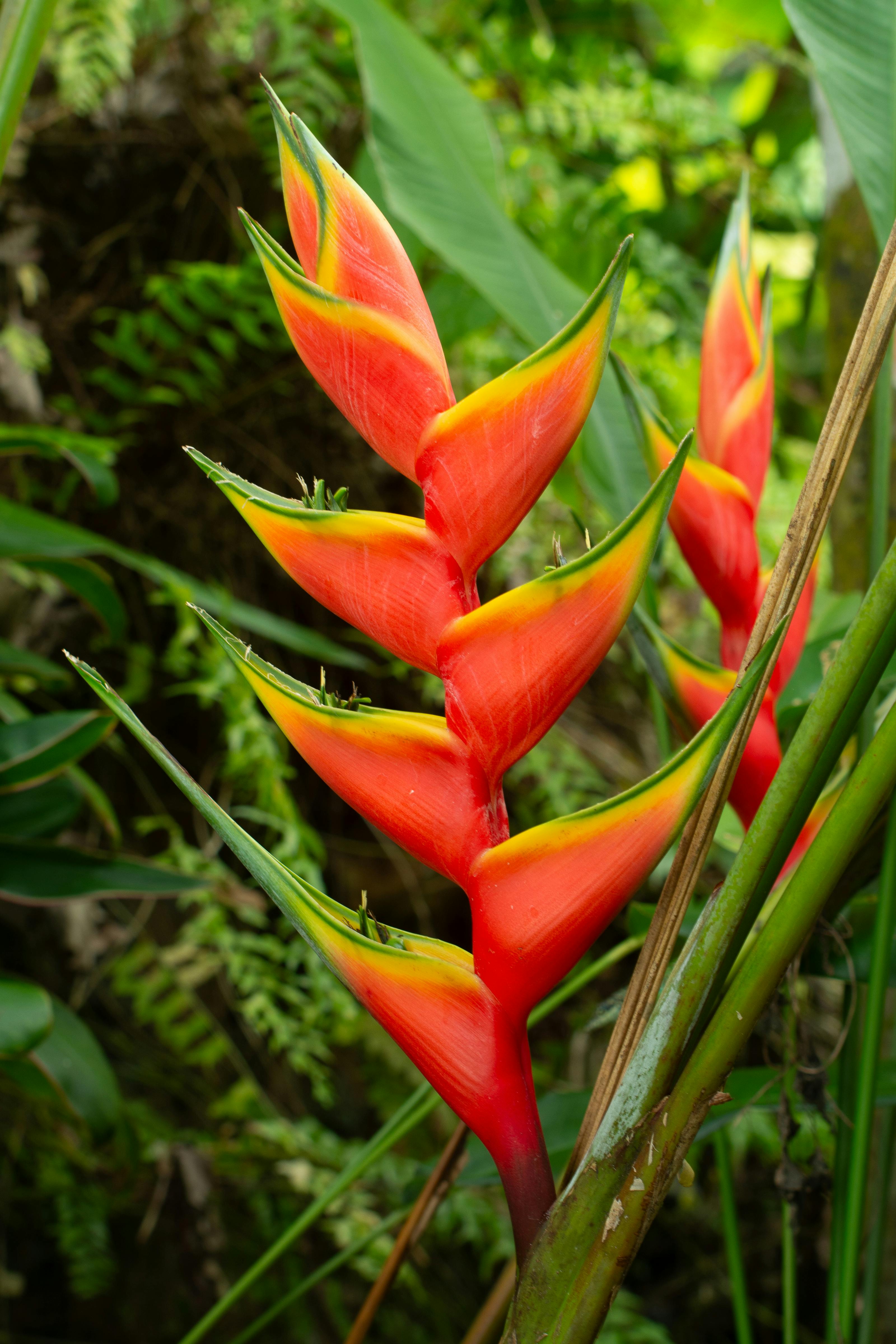 免费 一朵艳丽的赫蕉花，鲜艳的红色和黄色交相辉映，周围环绕着茂盛的绿色叶子。 素材图片