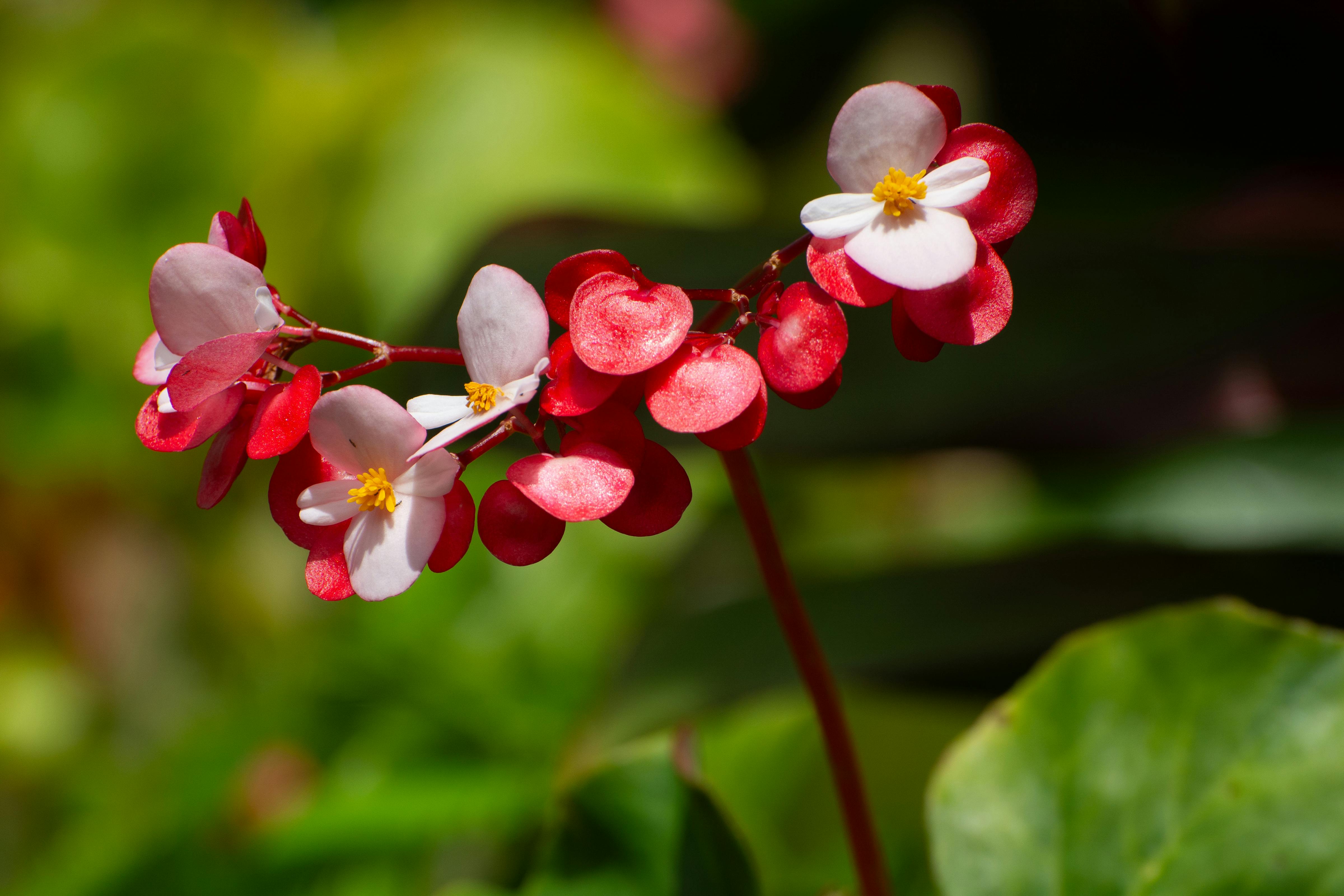 [ColoSach]-a-close-up-view-of-pink-and-white-begonia-flowers-in-full-bloom-with-green-leaves-in-the-background.
