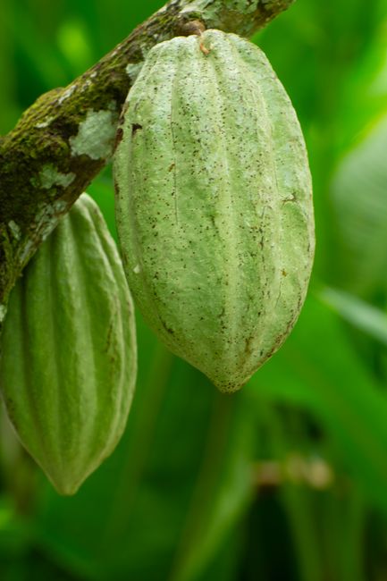 Fotomural Primer plano de vainas de cacao verdes colgando de la rama de un árbol en un exuberante entorno tropical.