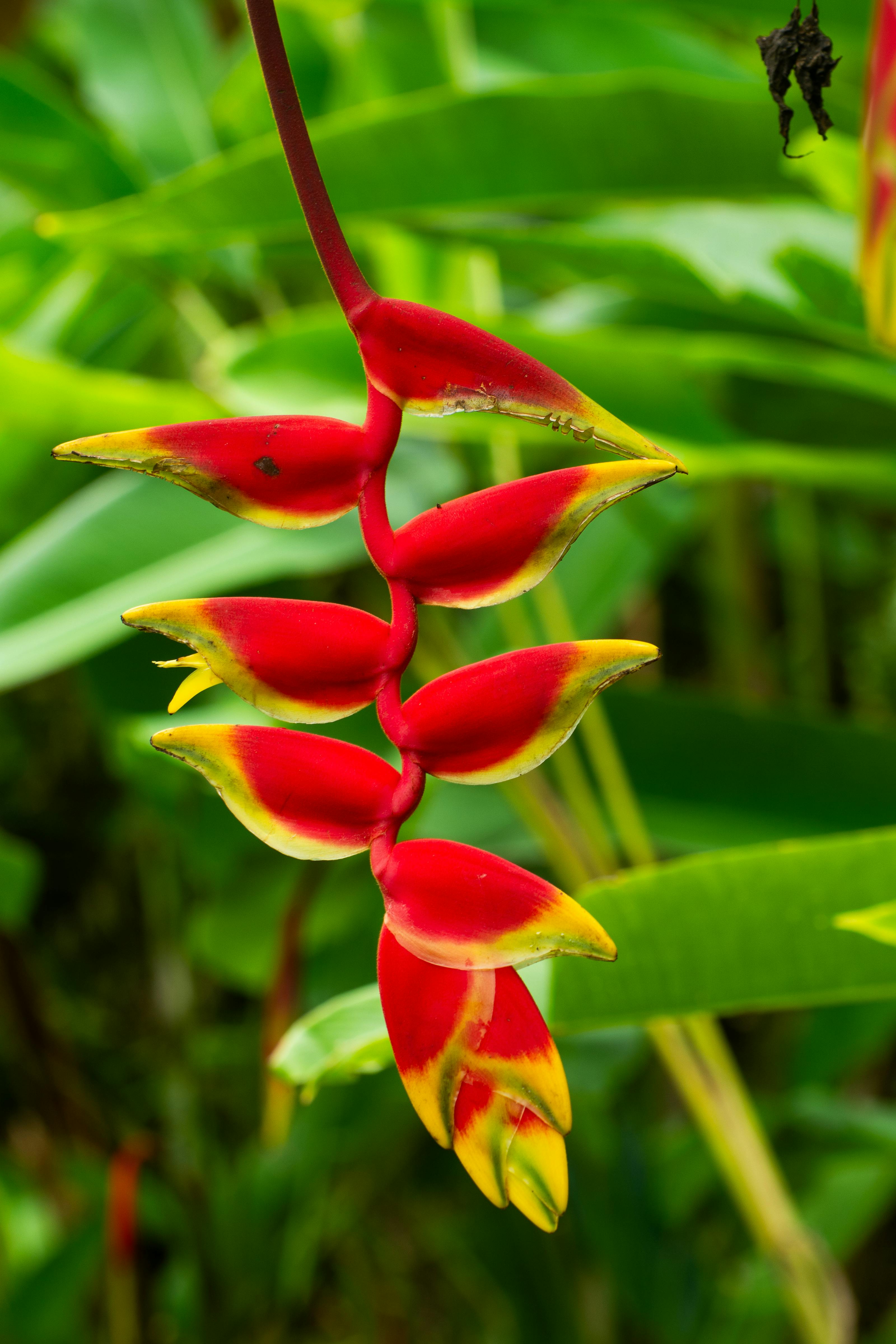 Free Close-up of a colorful Heliconia flower with lush green background in a tropical jungle setting. Stock Photo
