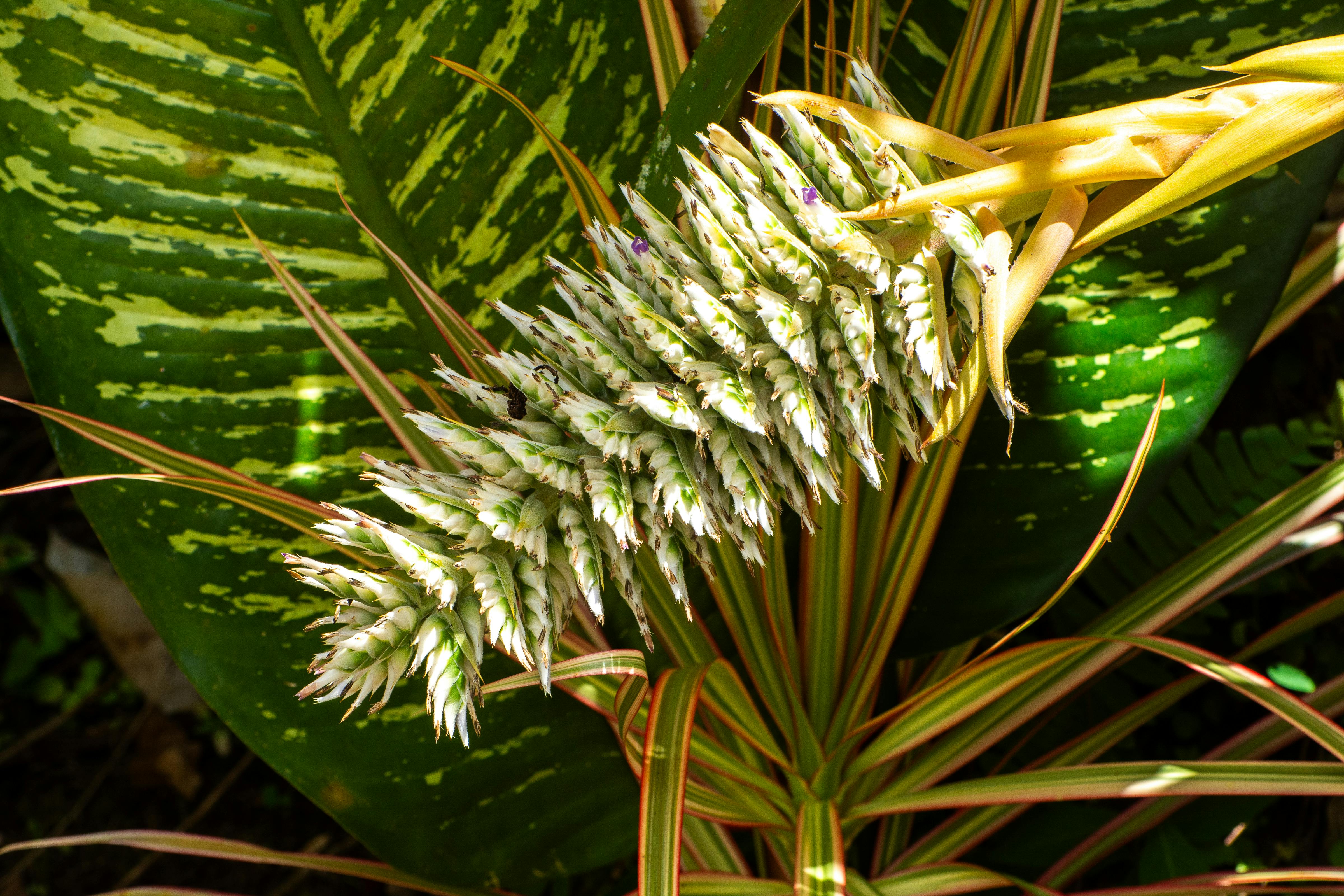 bezplatná Detailní záběr na barevný květ bromélie obklopený zářivým tropickým listím, který ukazuje složité vzory a textury. Základová fotografie
