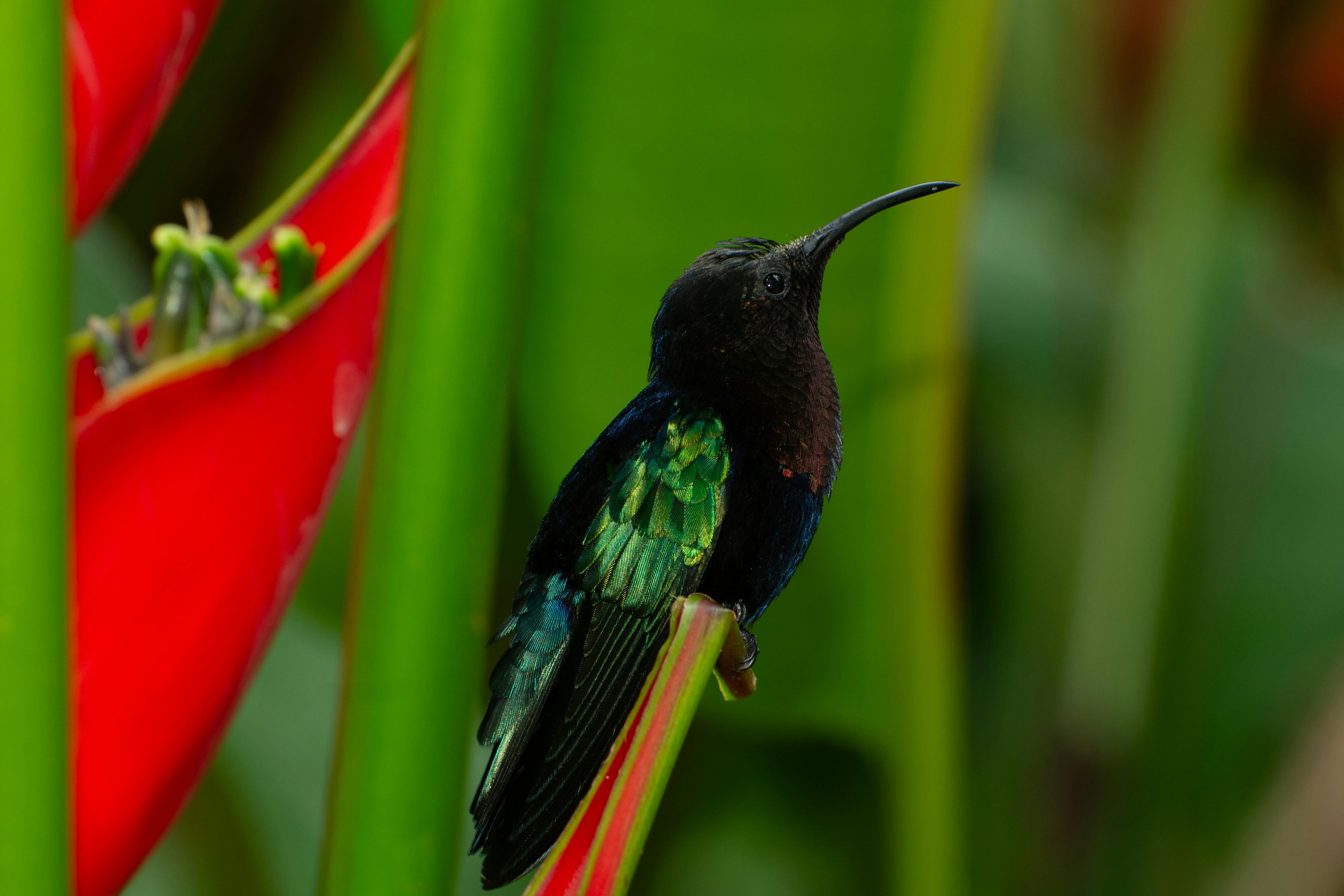 gratis Een prachtige kolibrie met iriserende veren, neergestreken te midden van weelderig tropisch gebladerte. Stockfoto