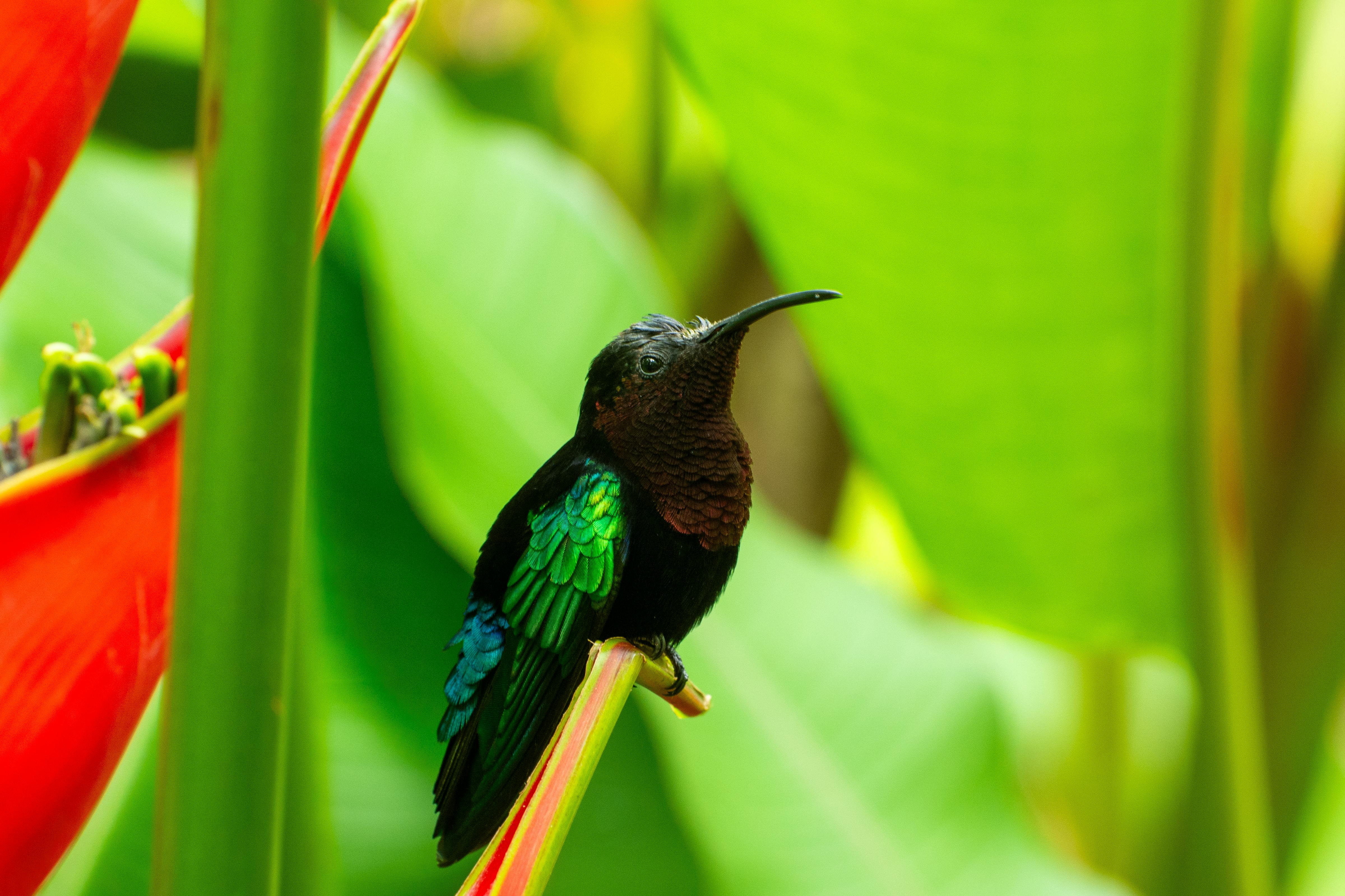 Free A colorful hummingbird perched on a branch in a lush tropical setting with large green leaves. Stock Photo