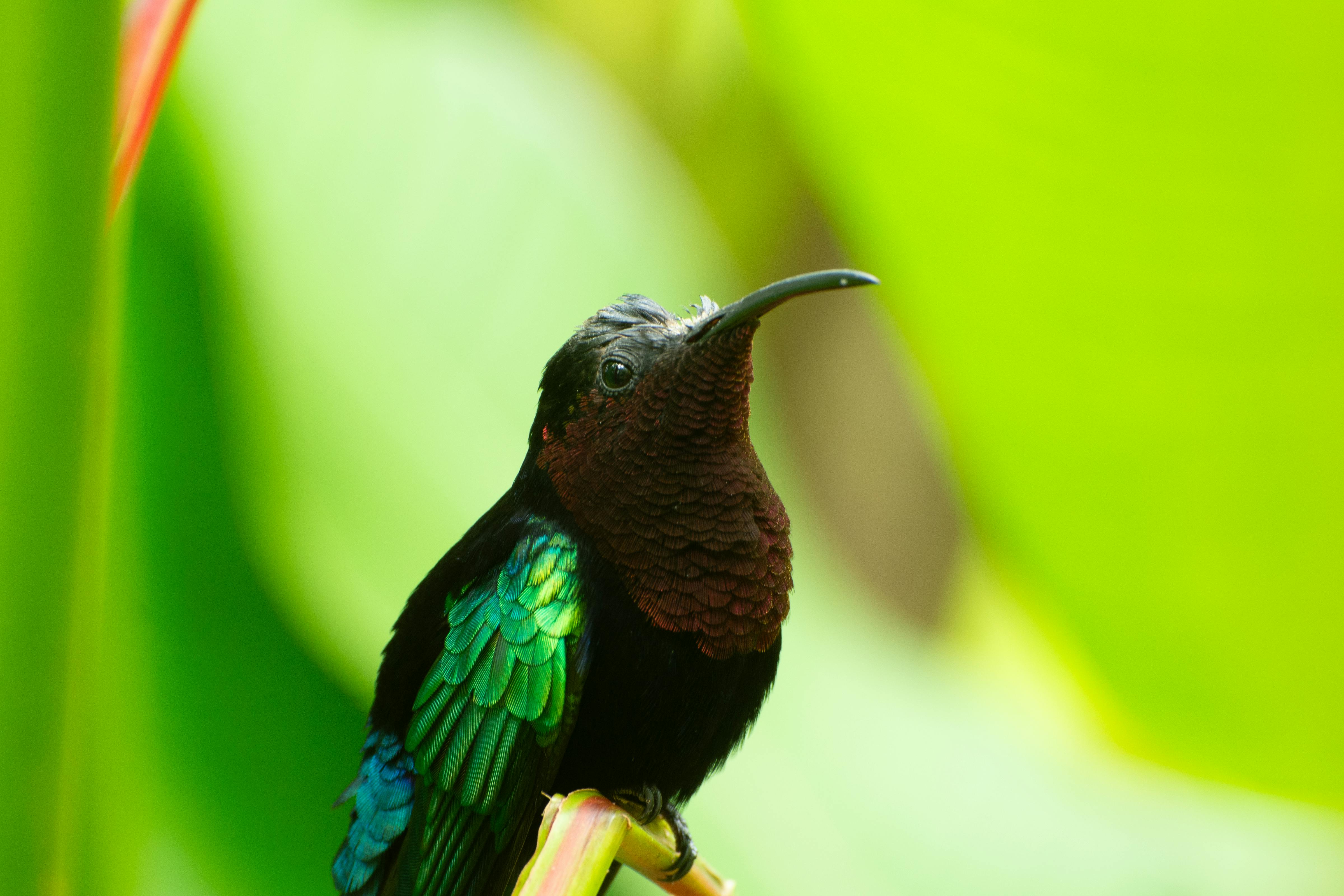 免费 一张令人惊艳的特写照片，一只色彩斑斓的蜂鸟栖息在一片叶子上，背景是模糊的绿色。 素材图片