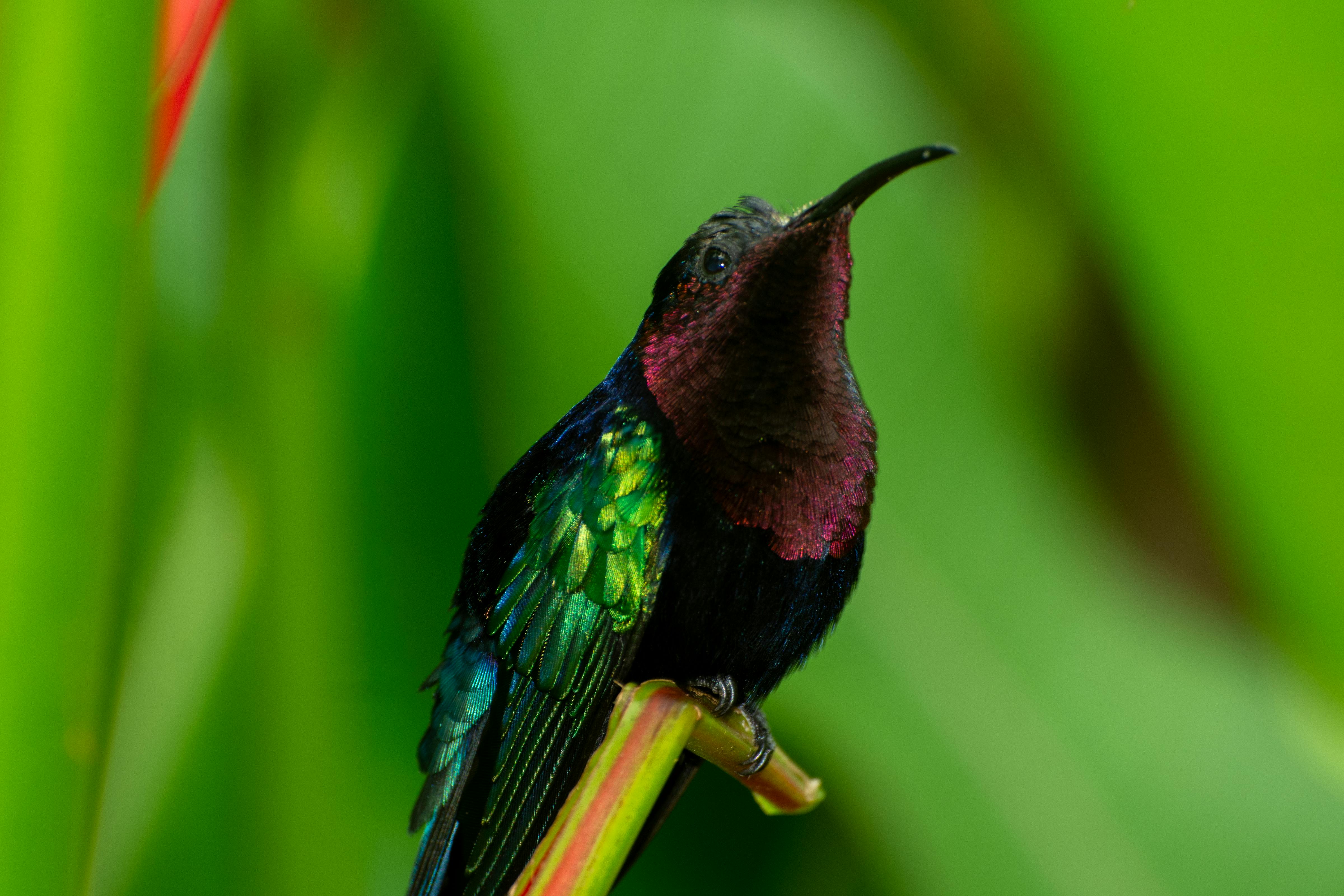 ฟรี ภาพระยะใกล้ของนกฮัมมิงเบิร์ดสีสันสดใสเกาะอยู่บนกิ่งไม้ โดยมีฉากหลังที่สดใส คลังภาพถ่าย