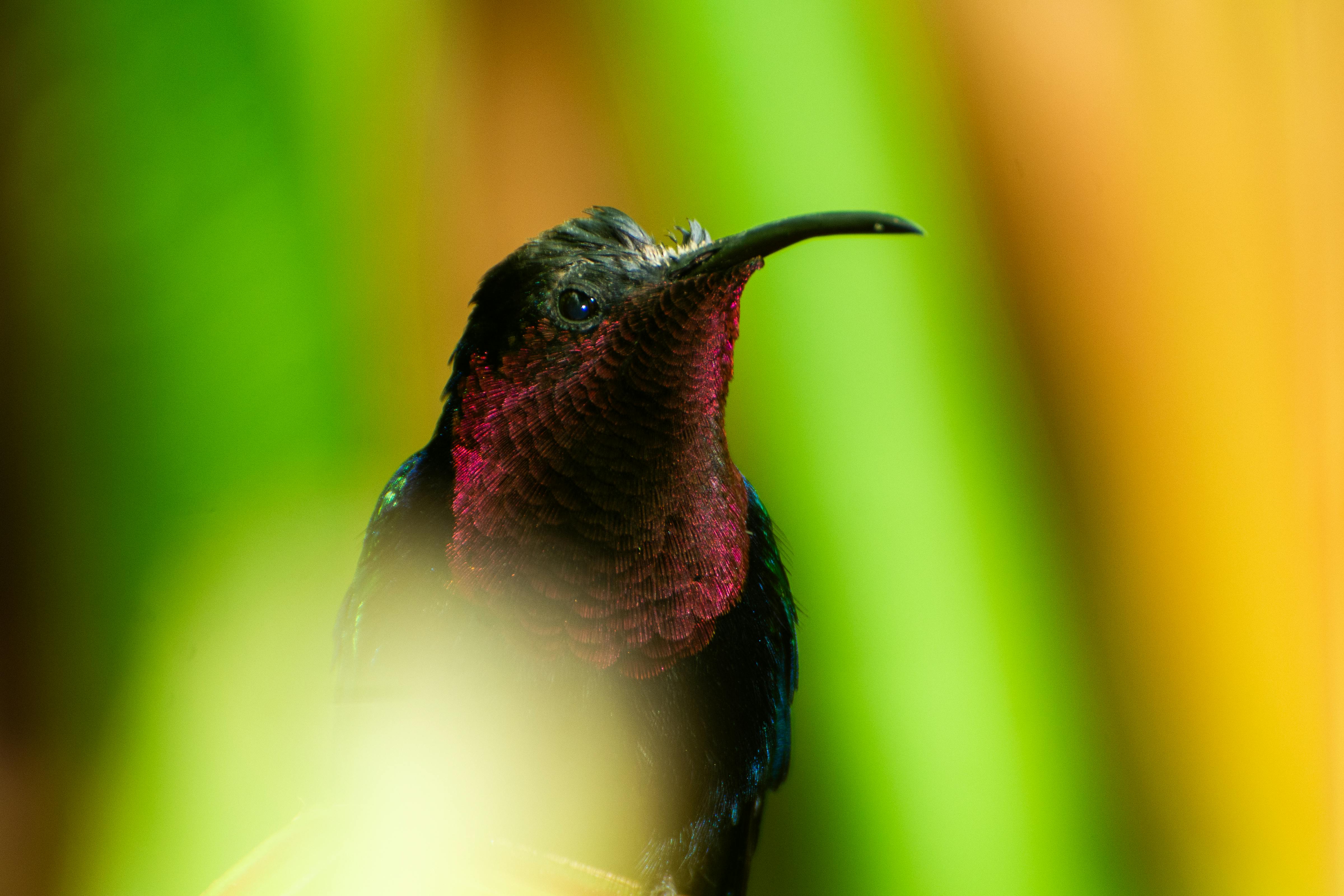 bezplatná Ohromující detailní záběr kolibříka s duhovým peřím na svěžím zeleném pozadí. Základová fotografie