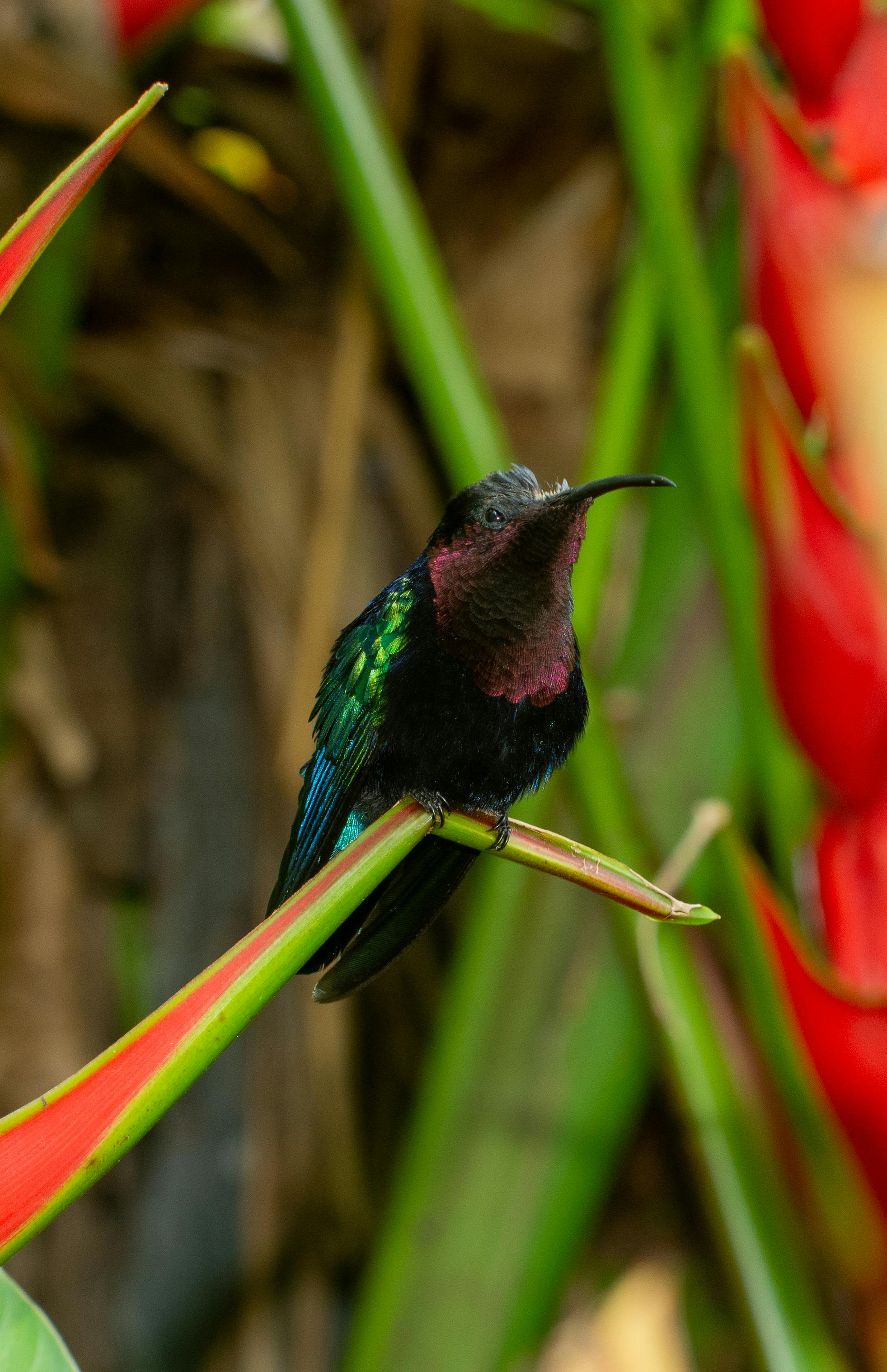 Miễn phí Ảnh cận cảnh một chú chim ruồi đầy màu sắc đang đậu trên một loài cây nhiệt đới với tán lá màu đỏ và xanh tươi rực rỡ. Ảnh lưu trữ