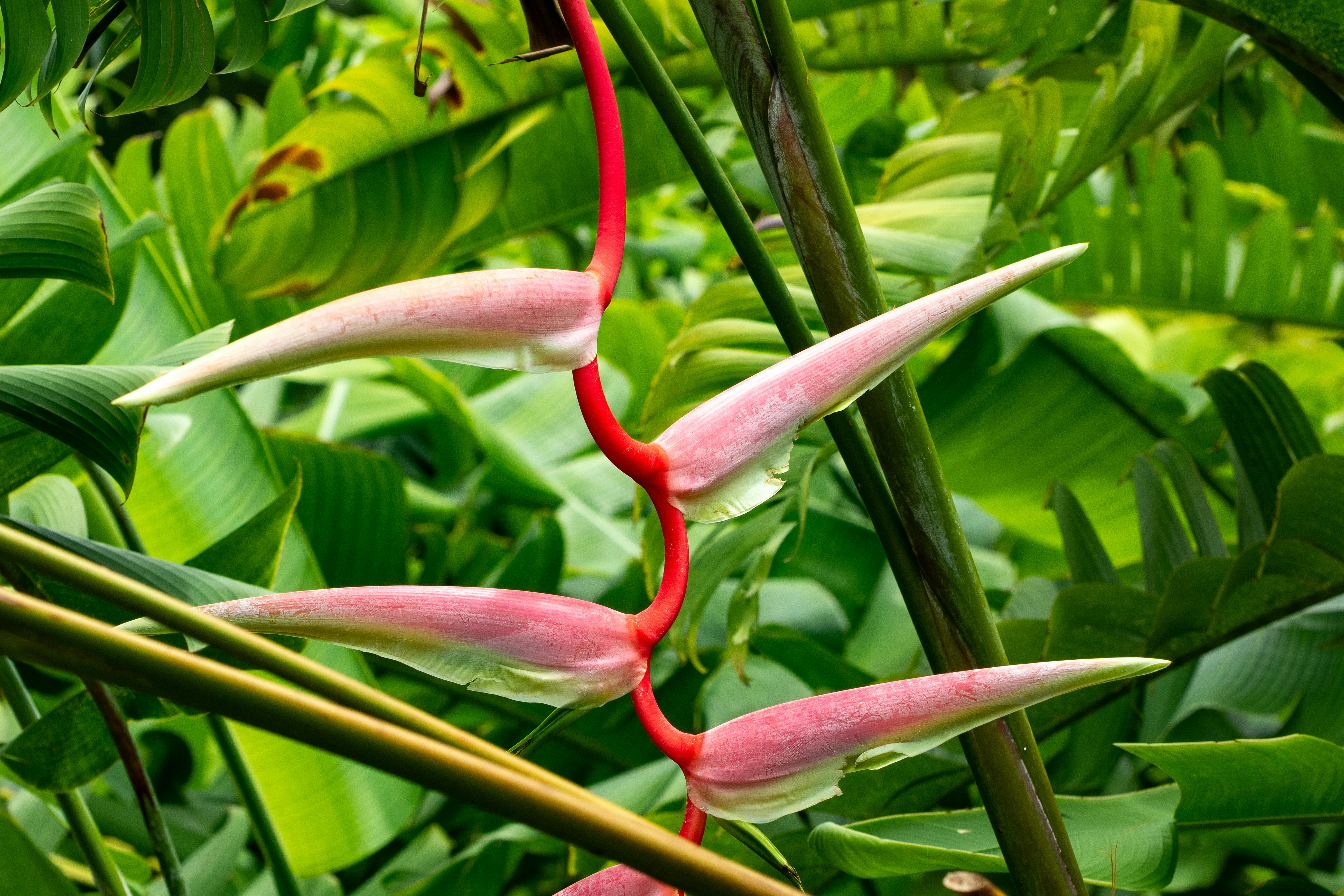 ฟรี ภาพระยะใกล้ของต้นเฮลิโคเนียสีสันสดใสในสภาพแวดล้อมเขตร้อนชื้น แสดงให้เห็นสีชมพูและสีเขียวที่สดใส คลังภาพถ่าย