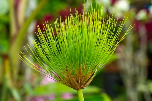 Papyrus flower Egypt