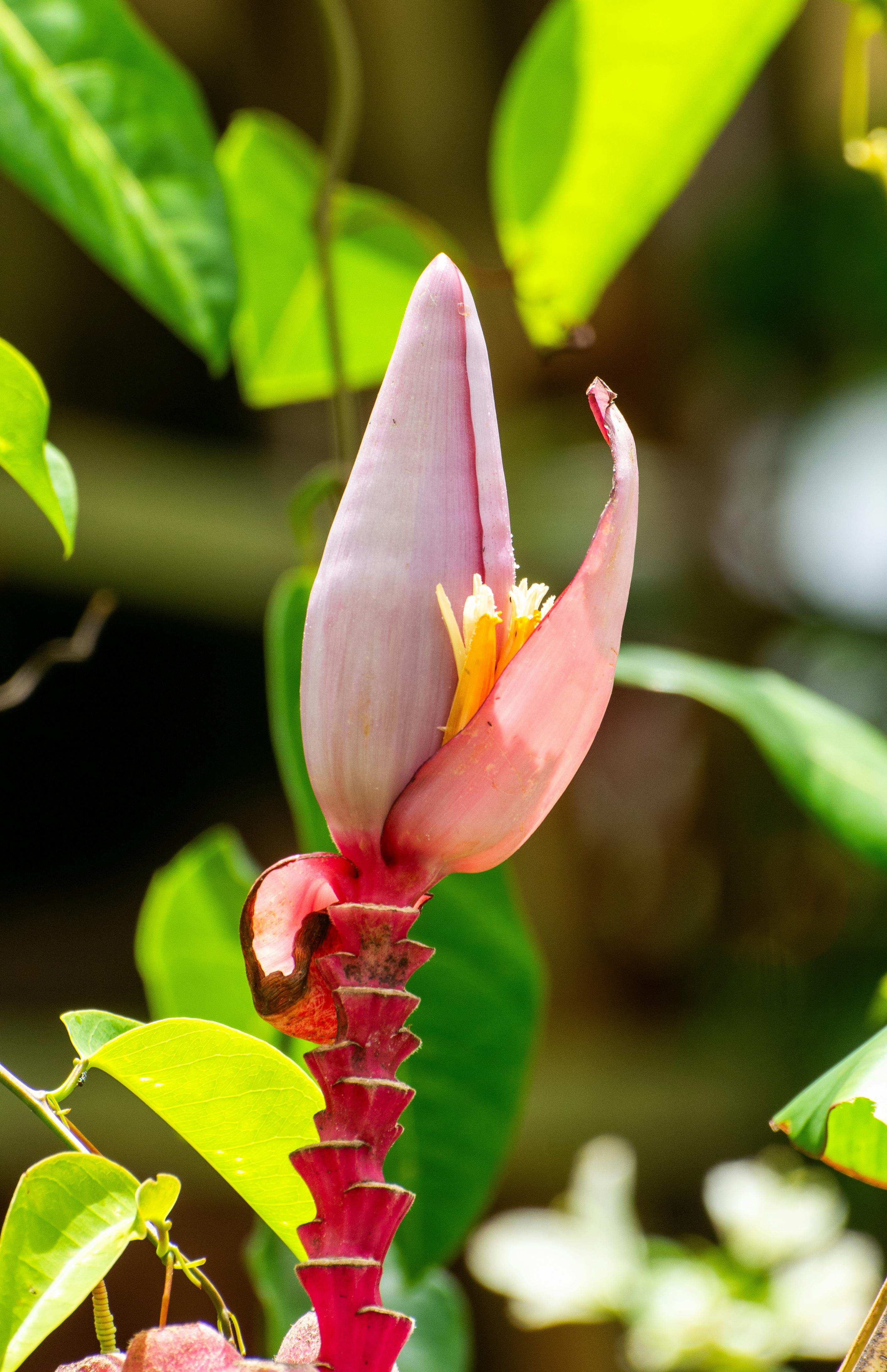 Gratis Nærbillede af en slående lyserød bananblomst med frodige grønne blade i en tropisk have. Lagerfoto