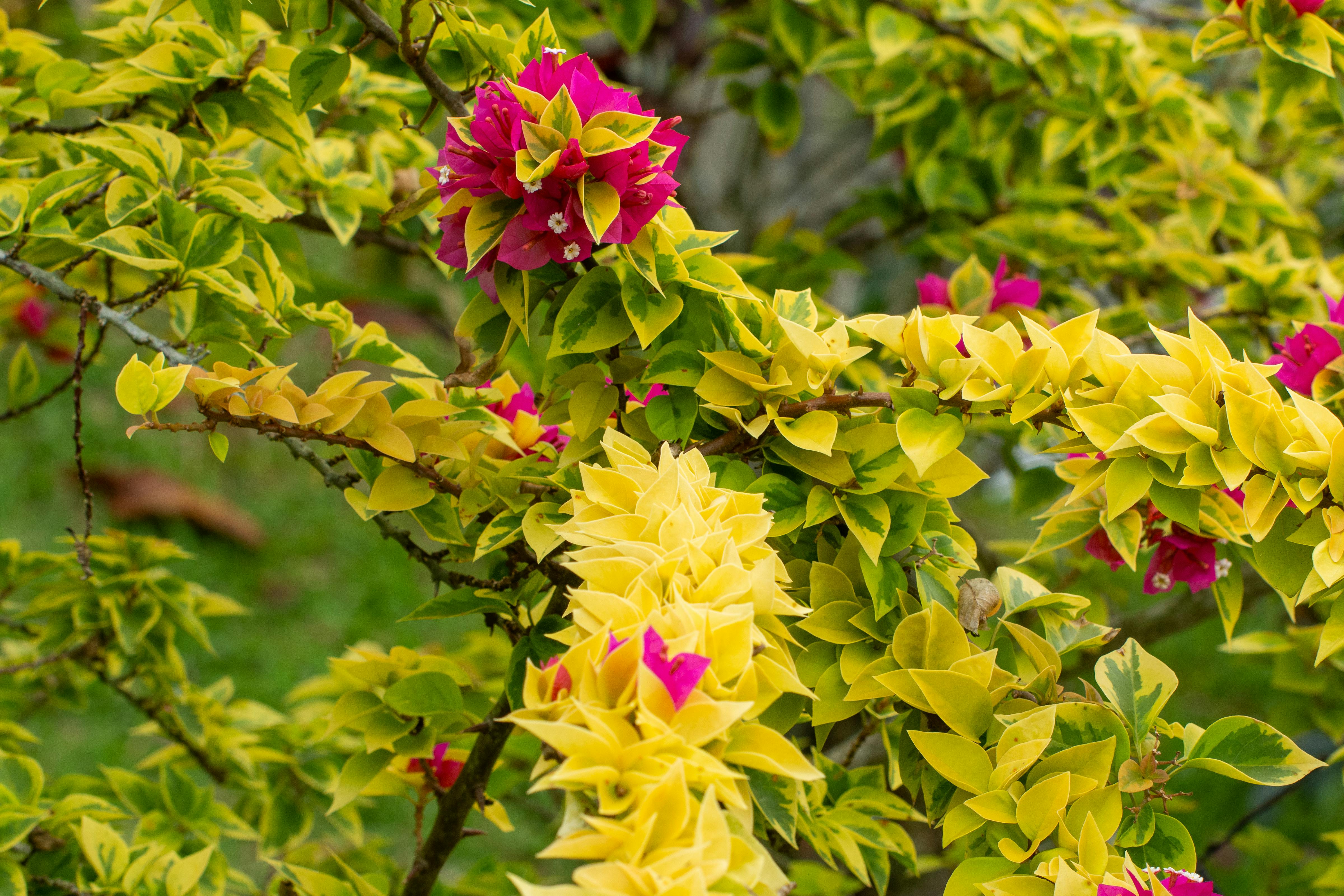 Bezpłatne Kolorowa bugenwilla o żółtych liściach i różowych podsadkach, kwitnąca w słonecznym ogrodzie. Zdjęcie z galerii