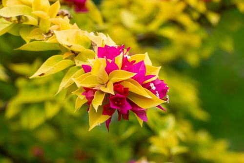 Free Close-up of vibrant pink Bougainvillea flowers and yellow leaves basking under daylight. Stock Photo