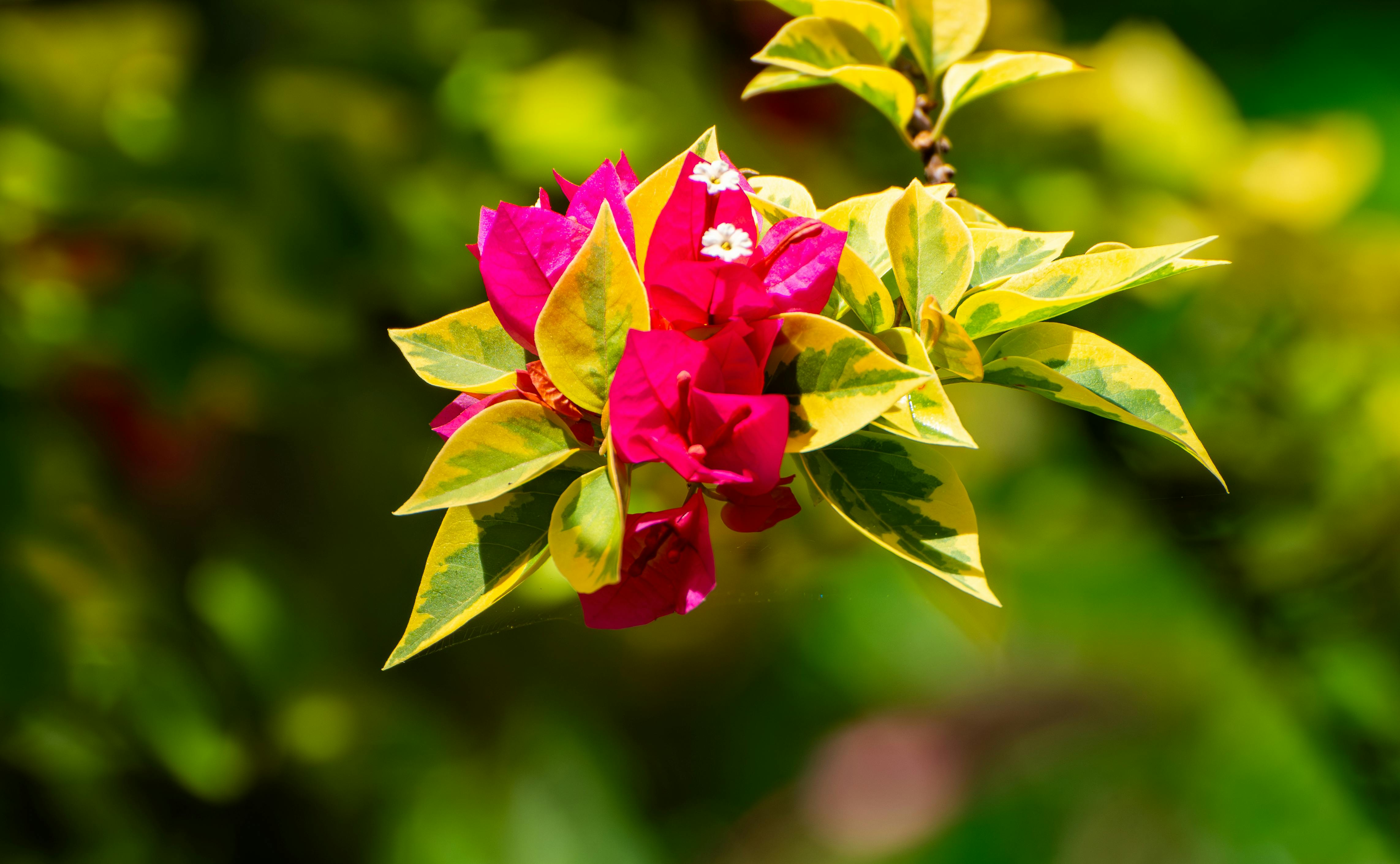 Miễn phí Ảnh lưu trữ miễn phí về ánh sáng tự nhiên, b glabra, cận cảnh Ảnh lưu trữ