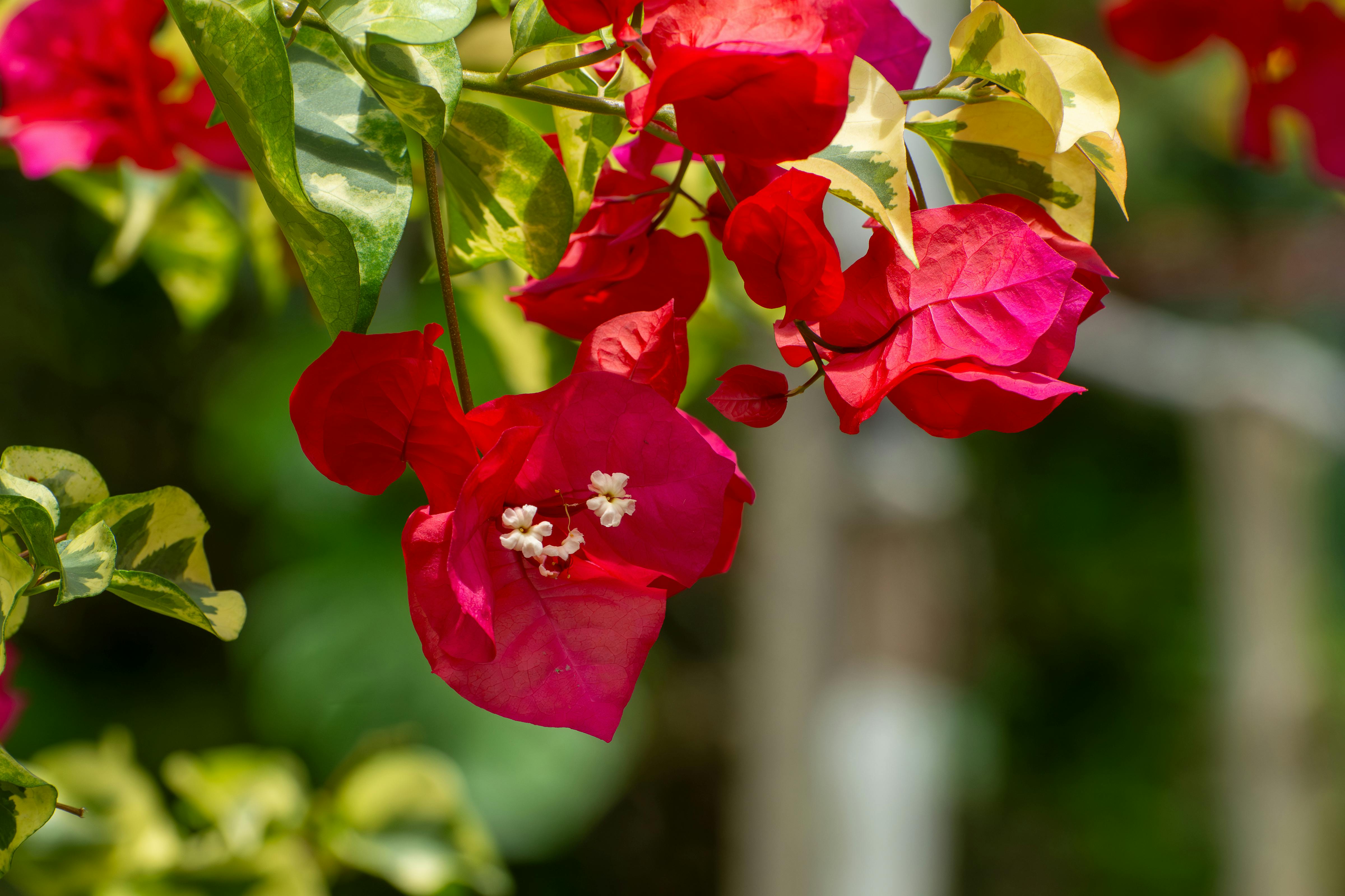 Free Close-up of vivid bougainvillea flowers with green leaves in bright sunlight, showcasing natural beauty. Stock Photo
