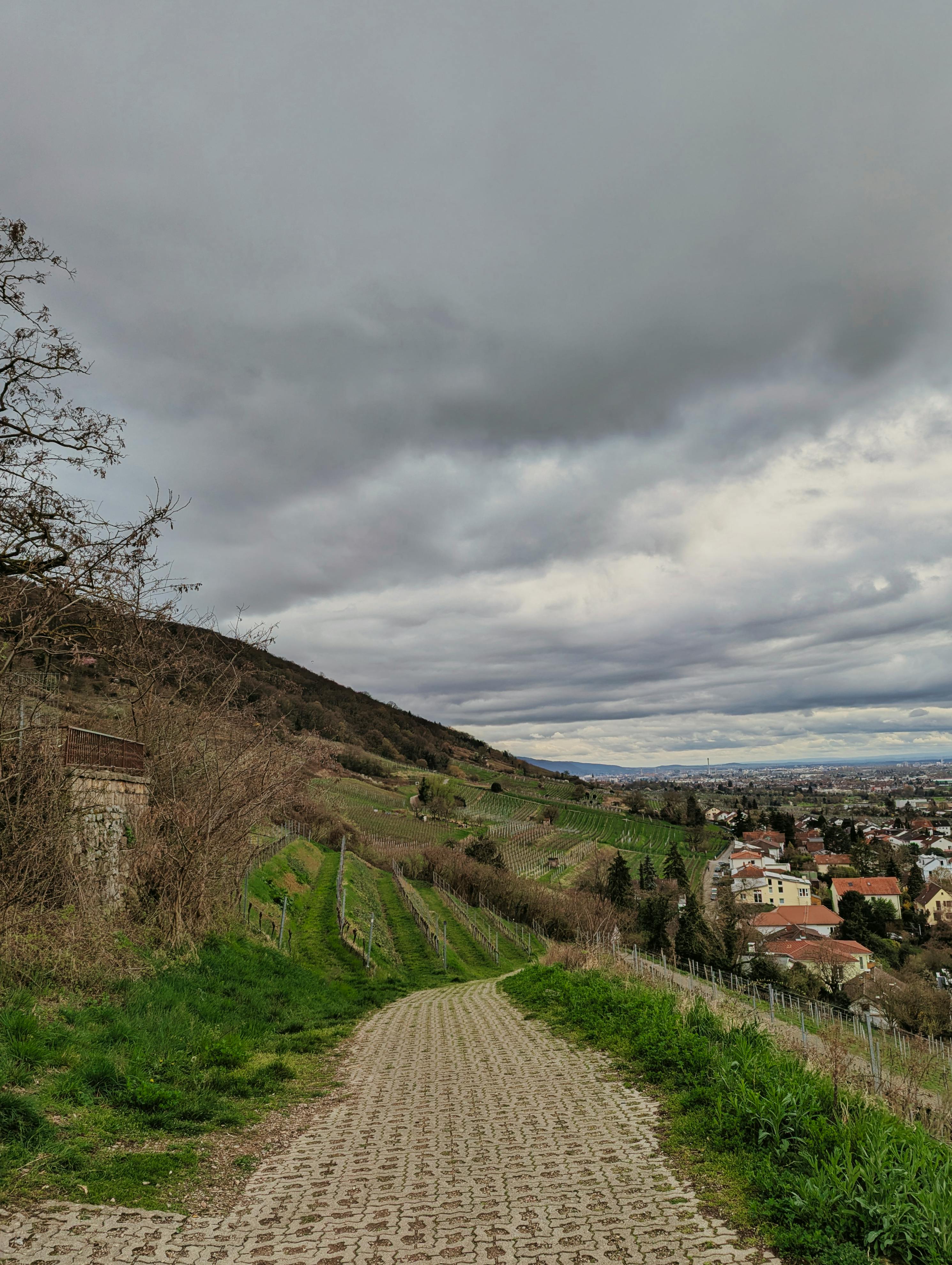 Gratis Oplev Schriesheims fredfyldte skønhed med dens vinmarker og hyggelige landsbycharme. Lagerfoto