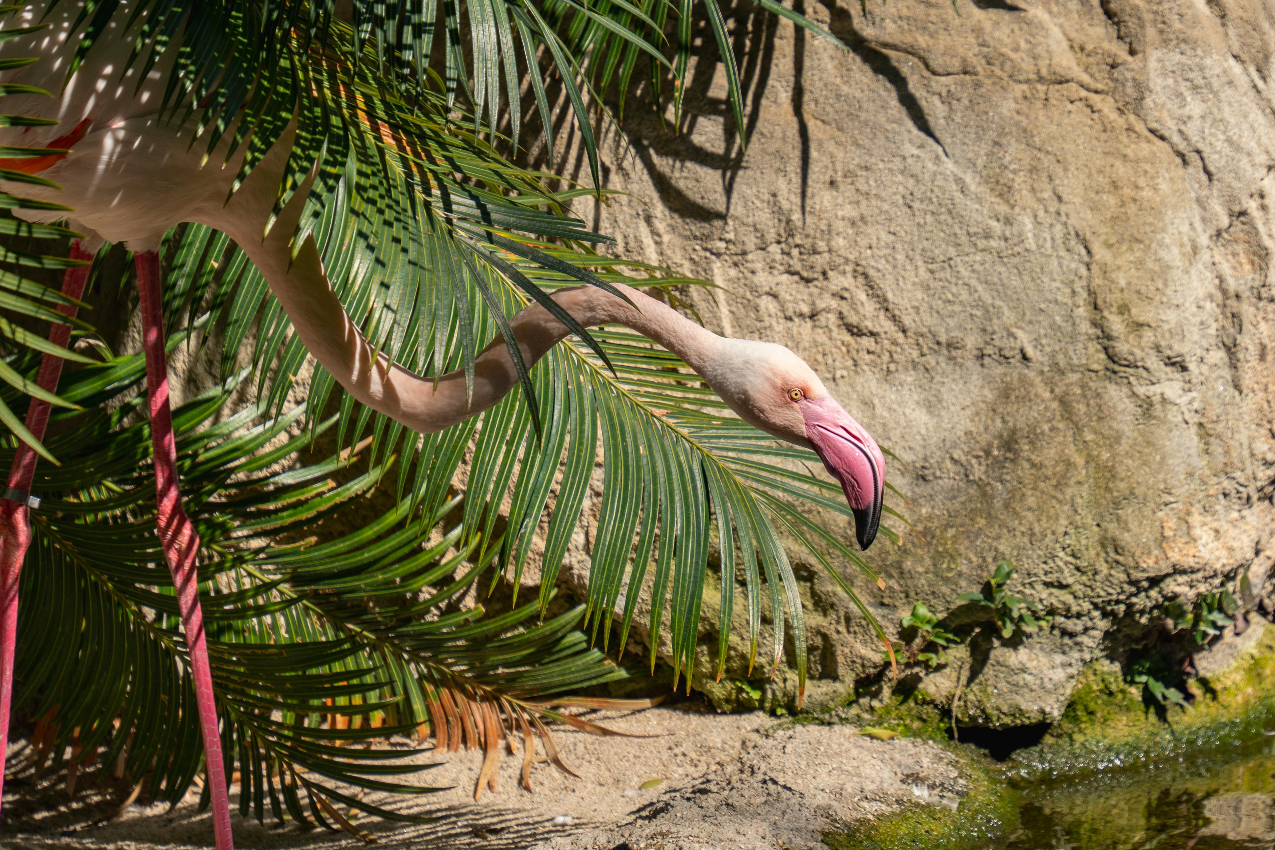 Gratuit Un flamant rose gracieux se faufilant à travers un feuillage luxuriant, immortalisé dans un décor extérieur vibrant. Photos