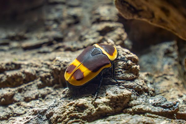 Pachnoda marginata sun beetle