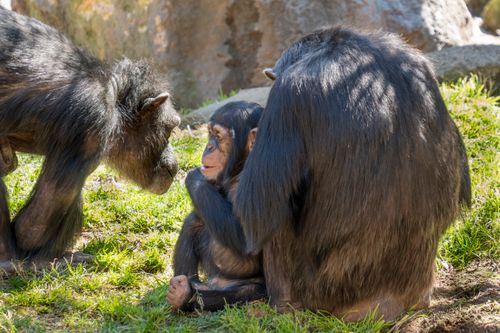 Free A tender moment between chimpanzees at Valencia zoo, showcasing family bonds and social behavior. Stock Photo