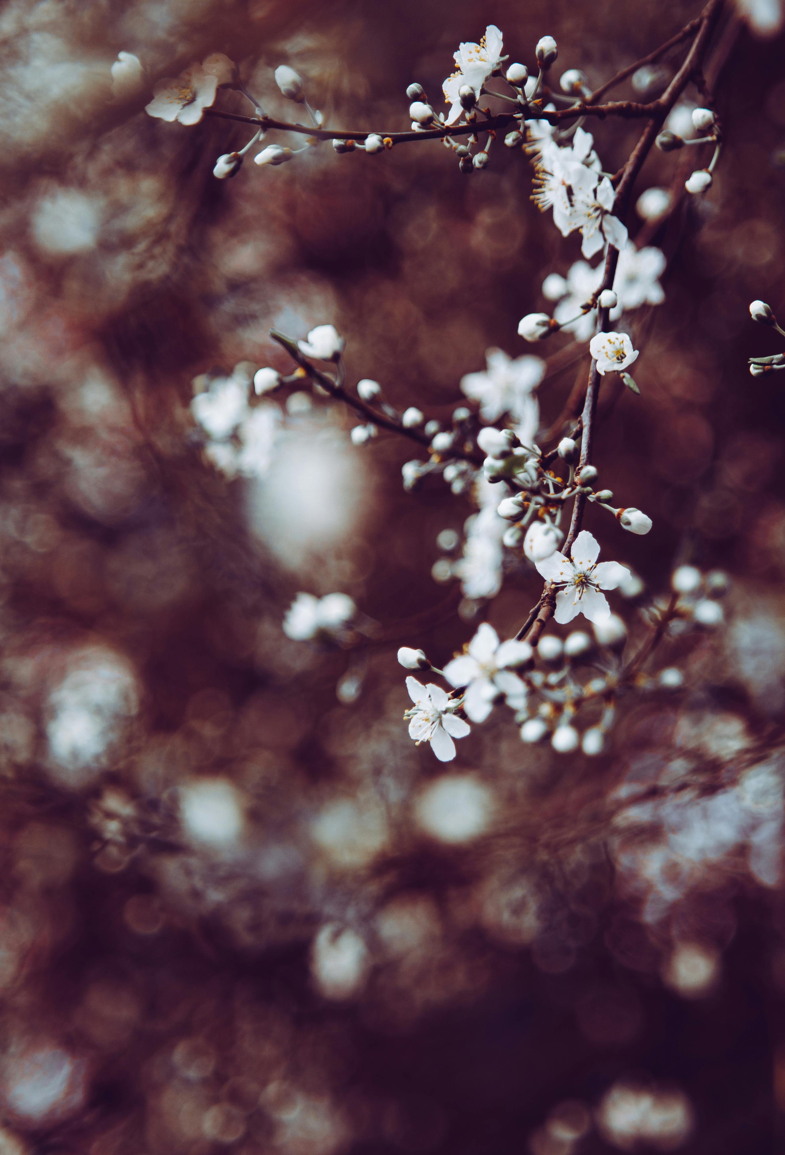 Zadarmo Detailný záber jemných bielych kvetov na konári stromu, zachytávajúci podstatu jari s jemným, tlmeným pozadím. Fotka z fotobanky