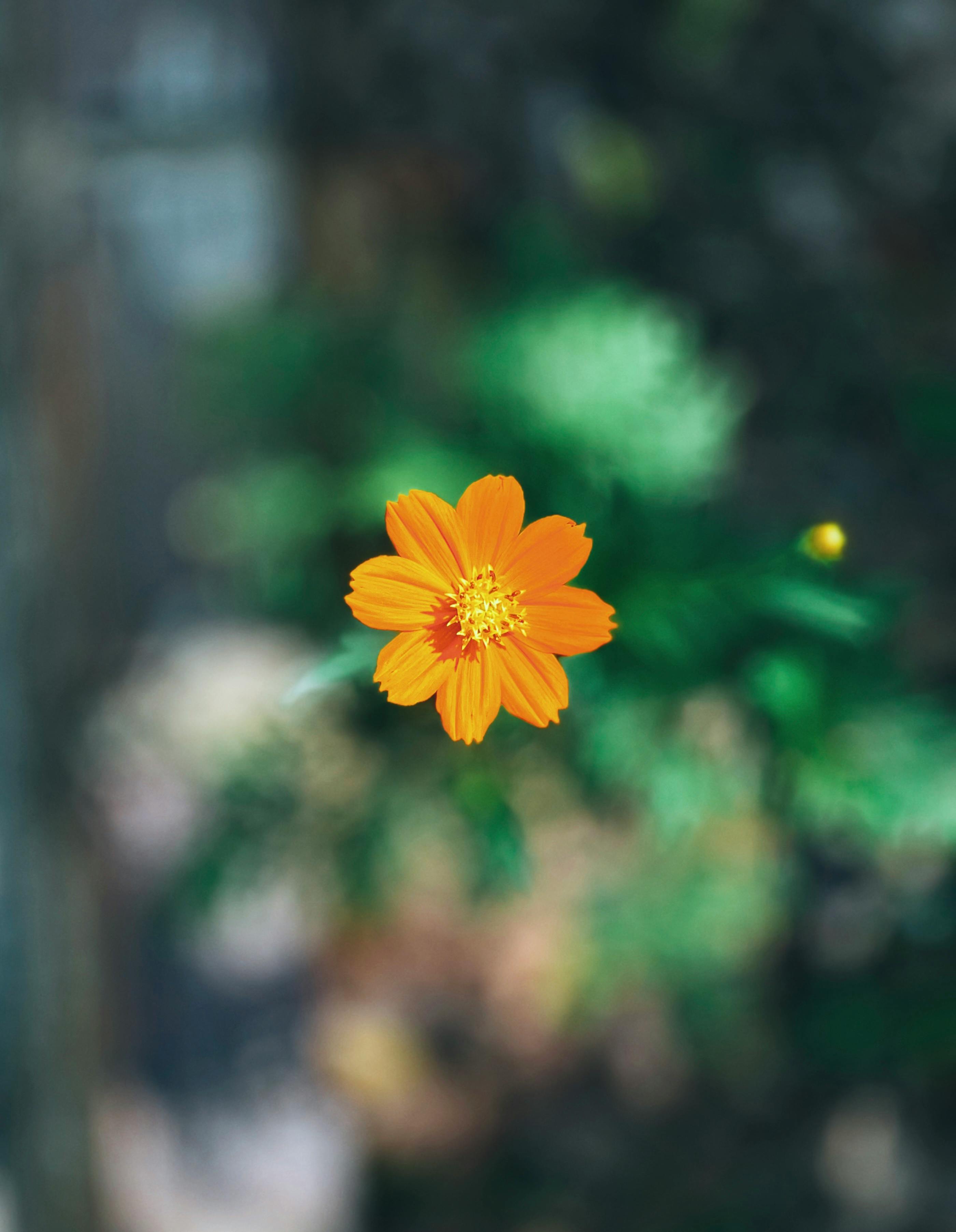 Безкоштовне Крупний план яскраво-помаранчевої квітки космосу на розмитому природному тлі у В'єтнамі. стокове фото