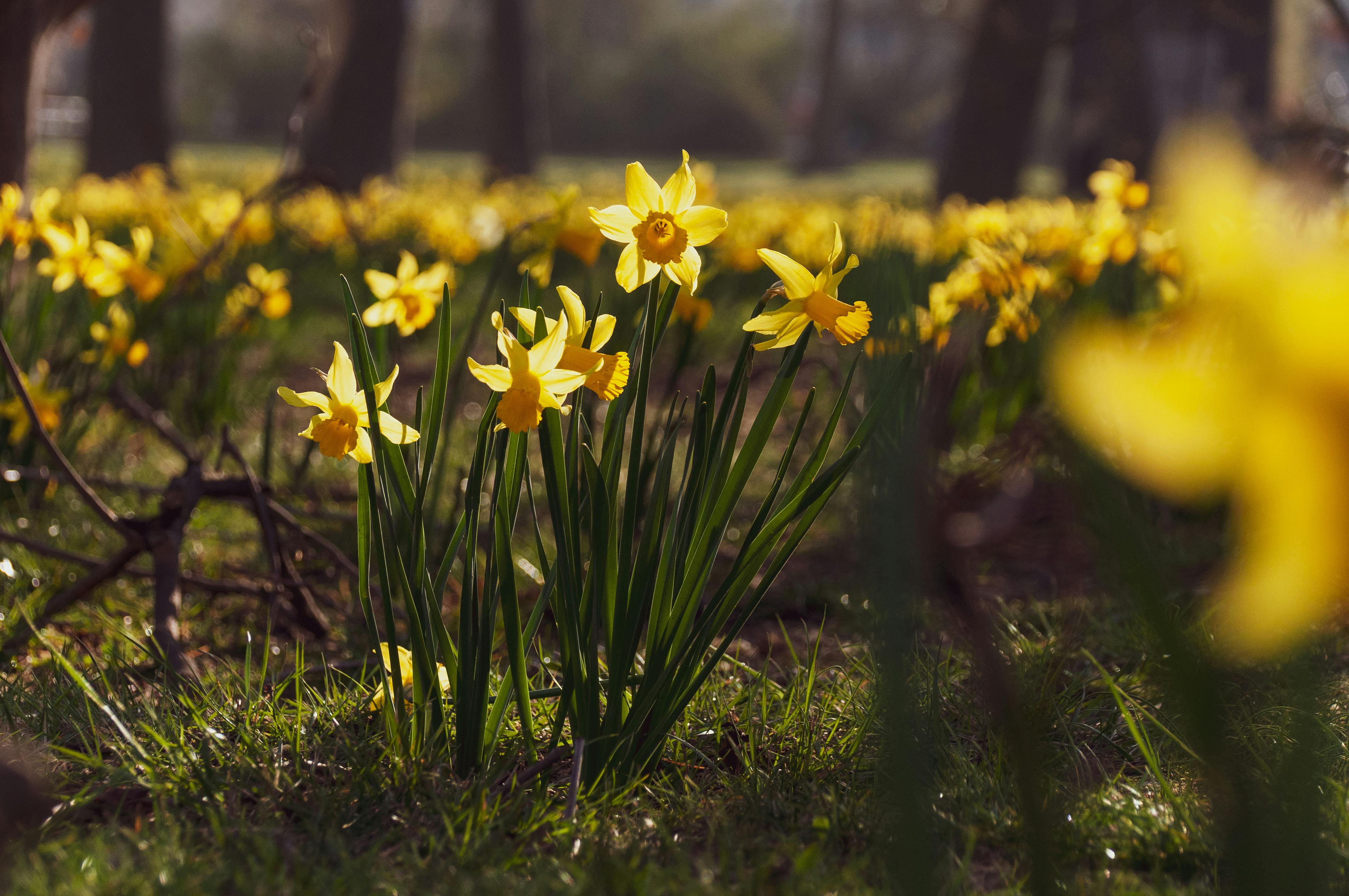 Narciso chinês verde revela como flores podem recuperar a capacidade fotossintética