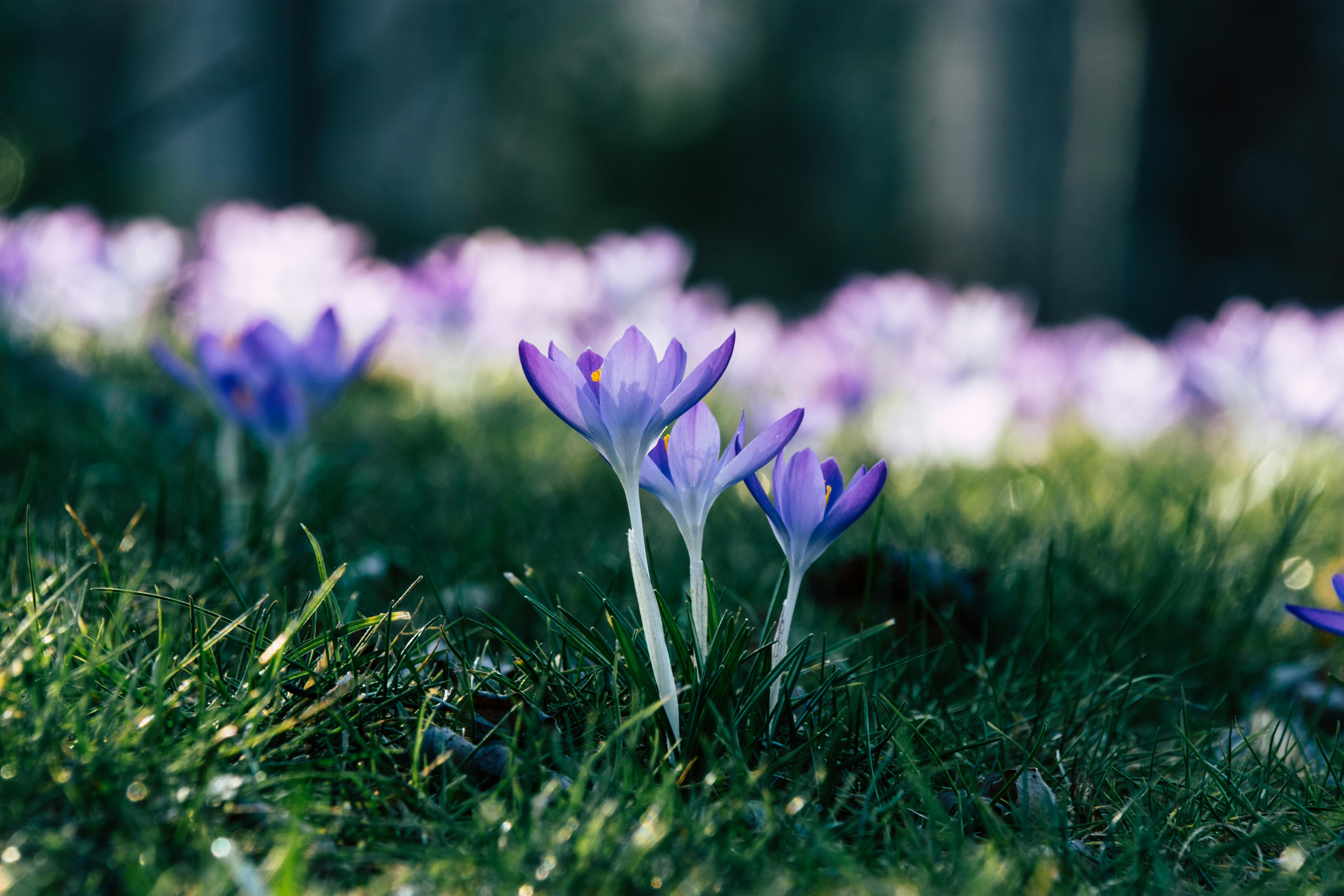 Local expert offers tips to 'spring clean' your beauty, skincare routine — Photo by wal_ 172619 on Pexels
