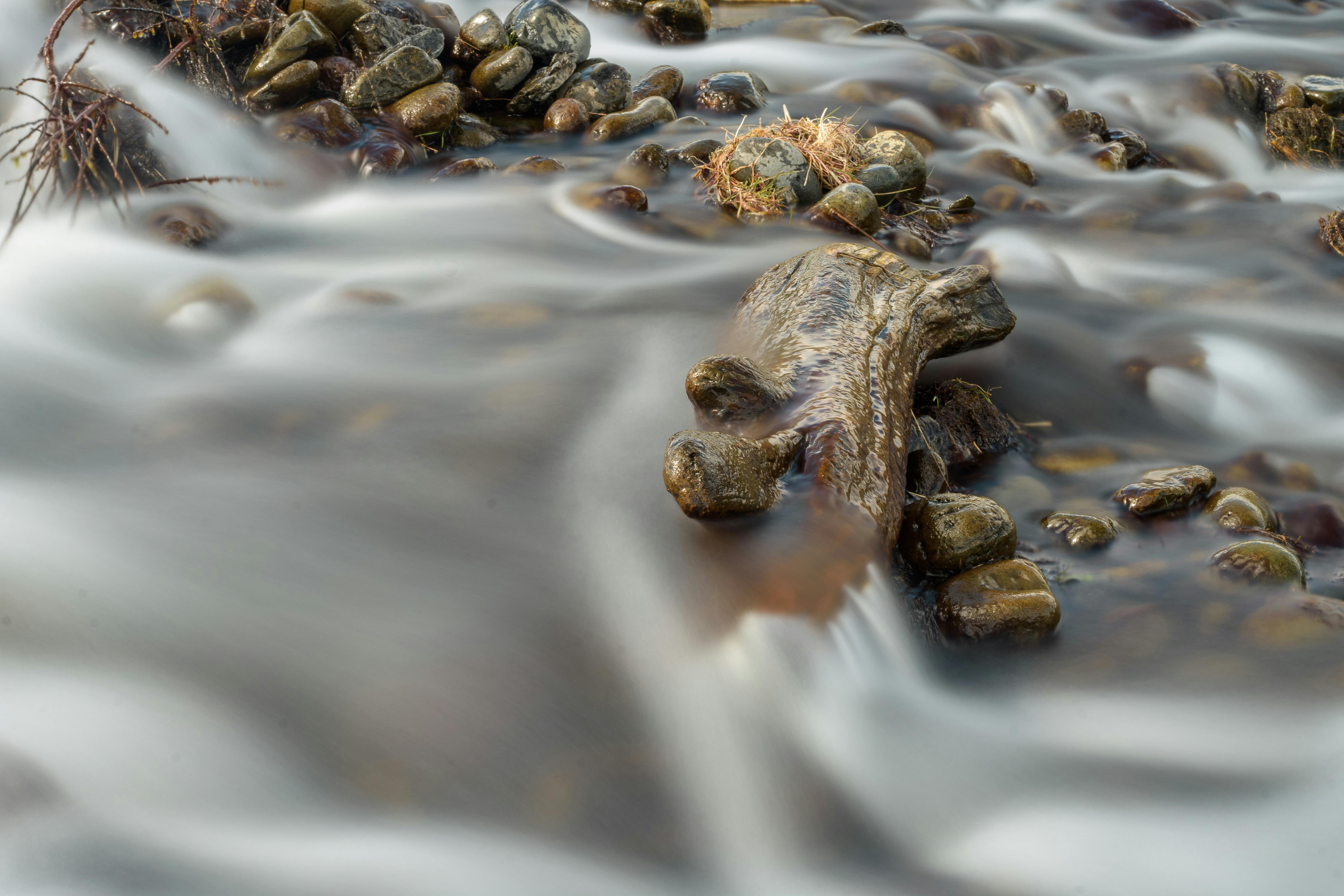 Gratis stockfoto met aardetint, beek, beweging Stockfoto