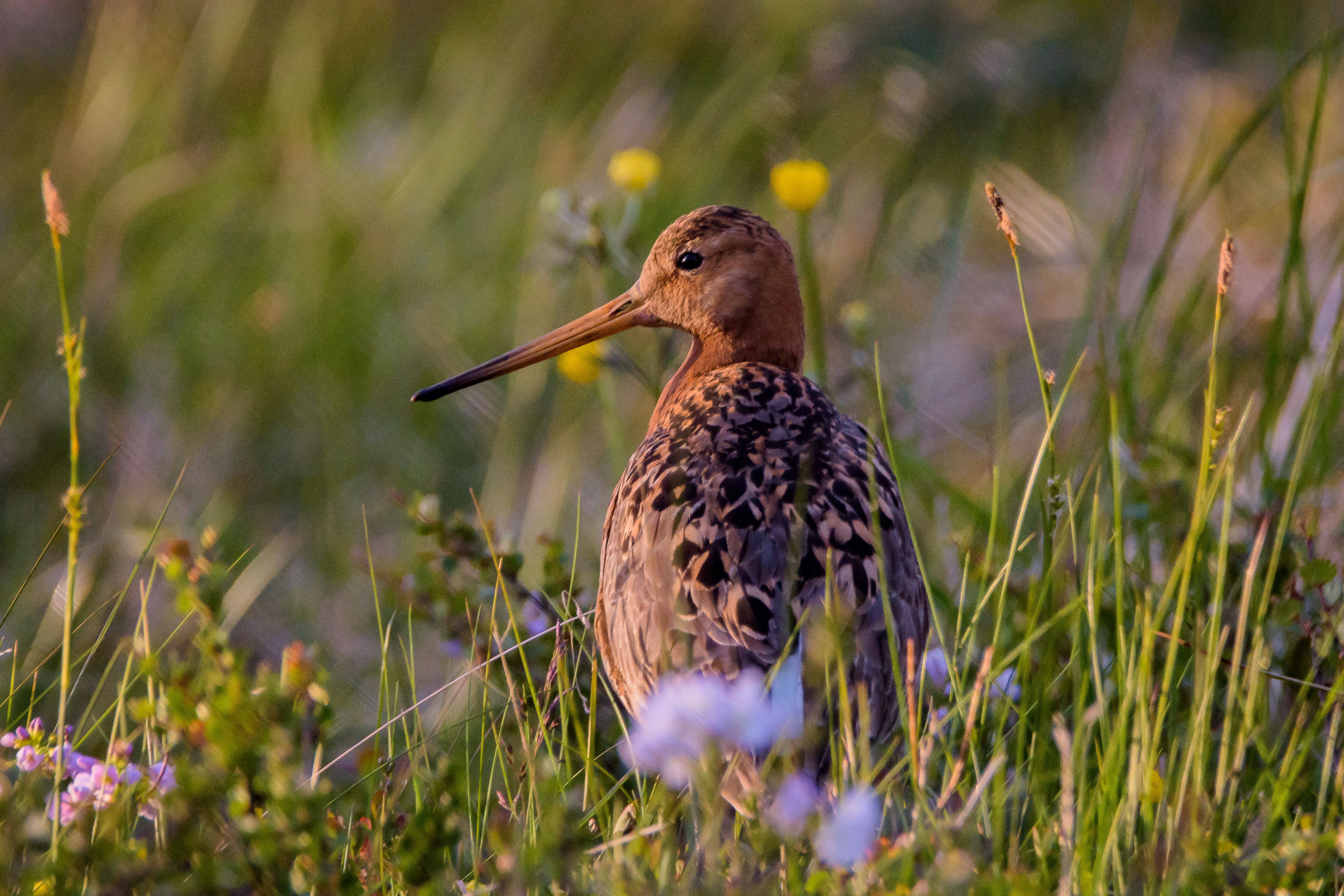 Ballumer Mieden Wetland & Birdwatching Trail