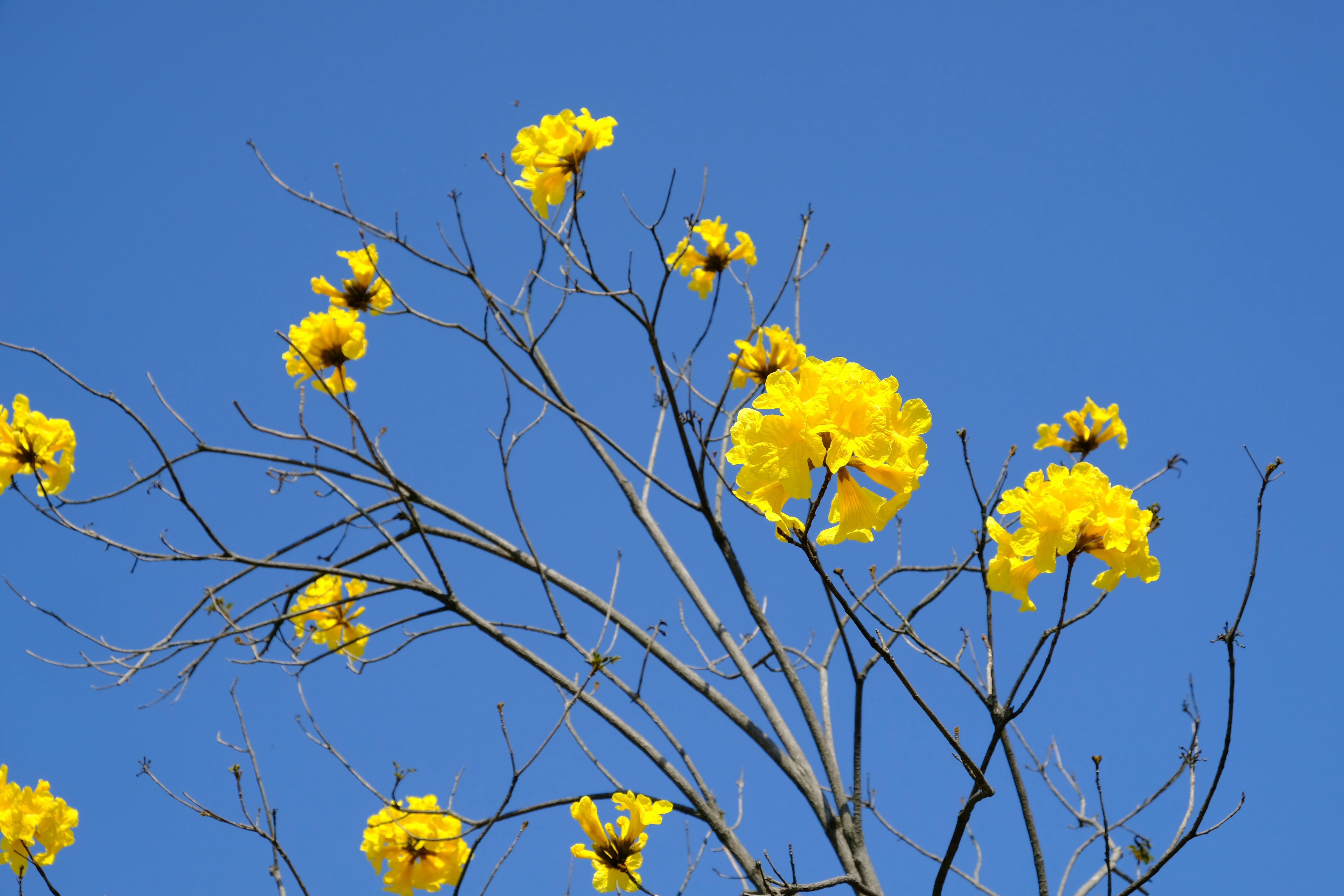 Zadarmo Jasnožlté kvety Tabebuia kvitnú na pozadí jasnej modrej oblohy a predstavujú jarnú krásu. Fotka z fotobanky