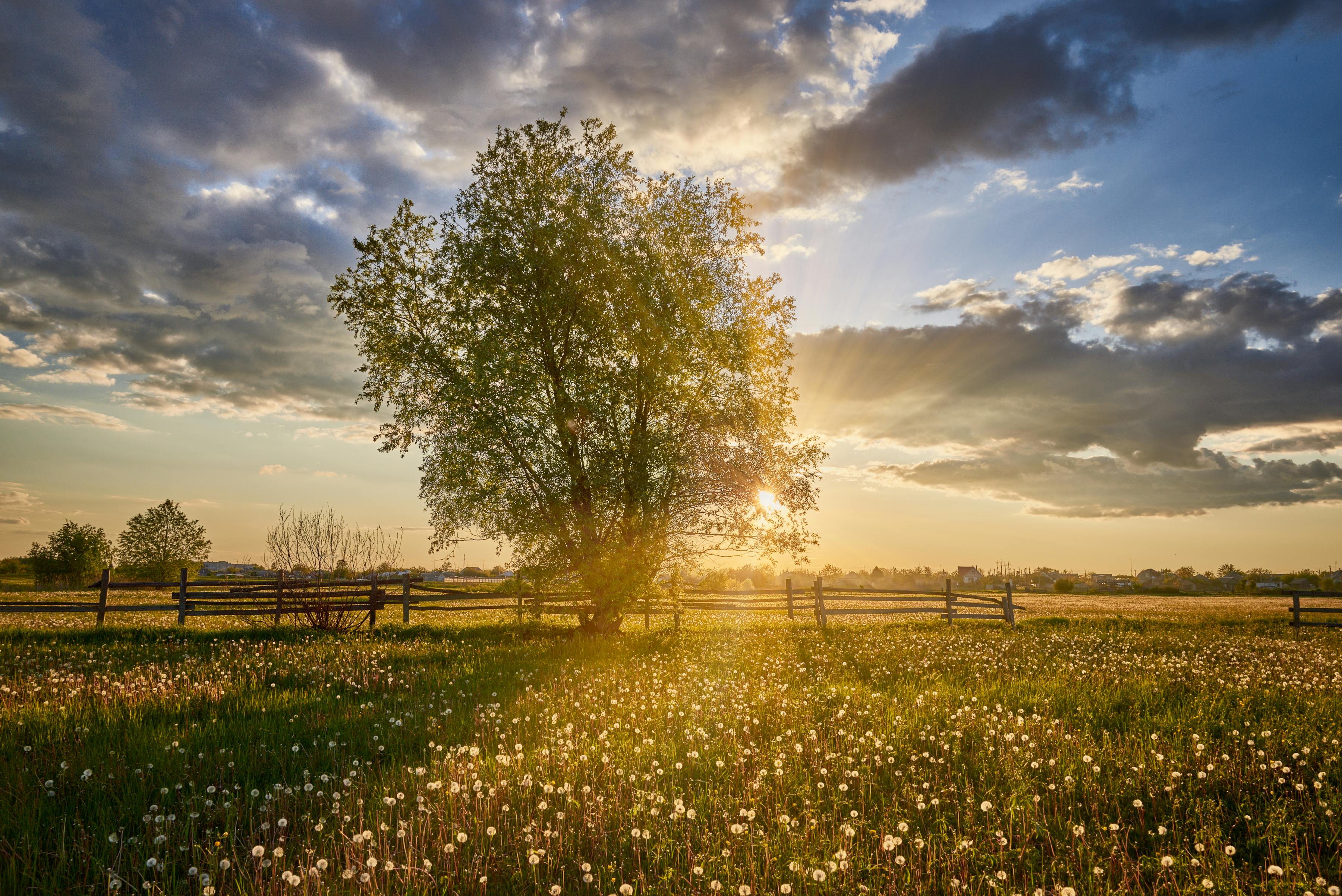 Gratuit Paysage serein d'une prairie parsemée de pissenlits sous un ciel flamboyant au coucher du soleil, un cadre idéal pour les amoureux de la nature. Photos