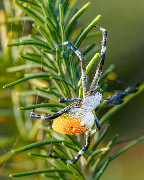 Free Close-up of a Lynx Spider on foliage in West Java, Indonesia, showcasing its vibrant colors. Stock Photo